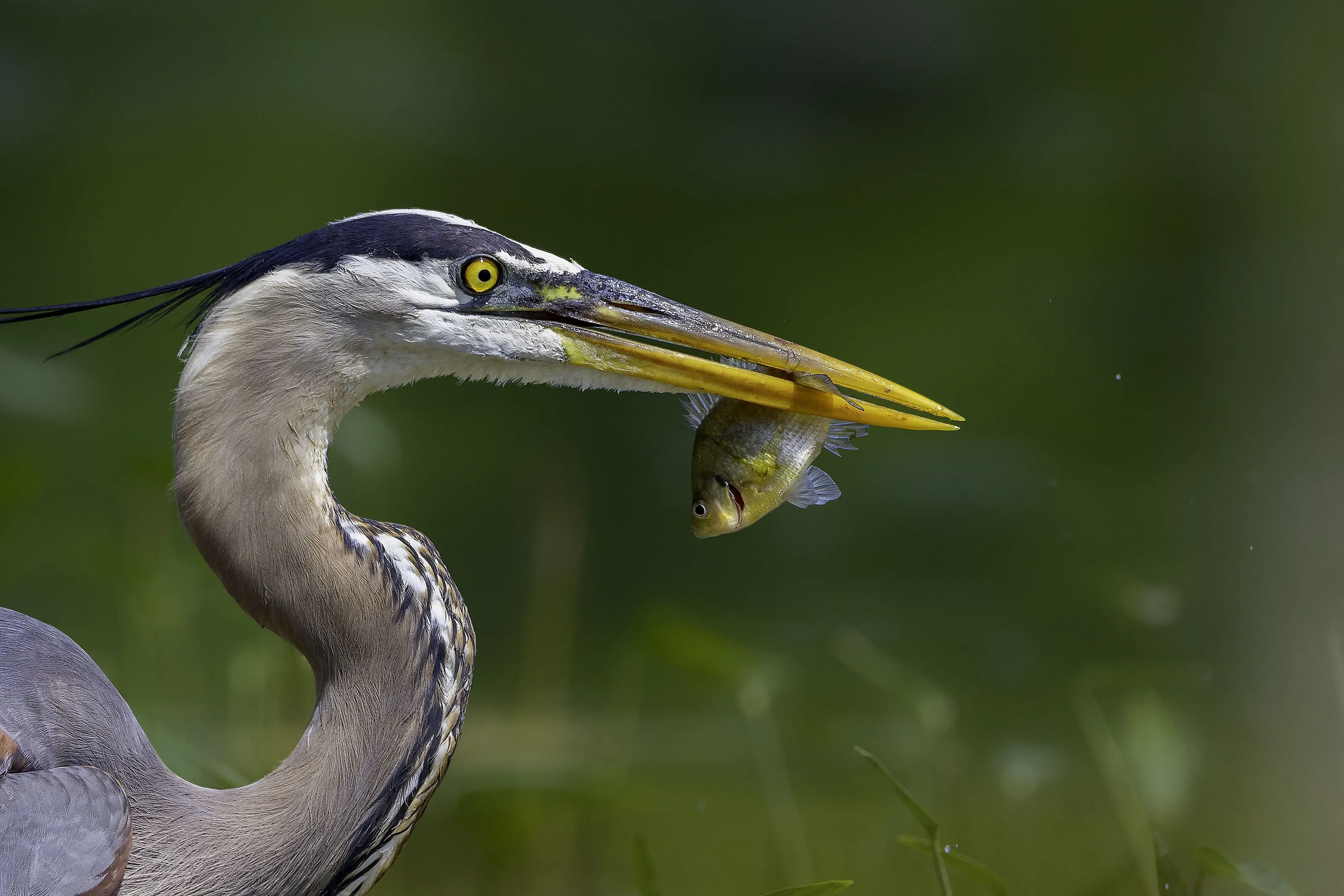 Blue Heron Feeding