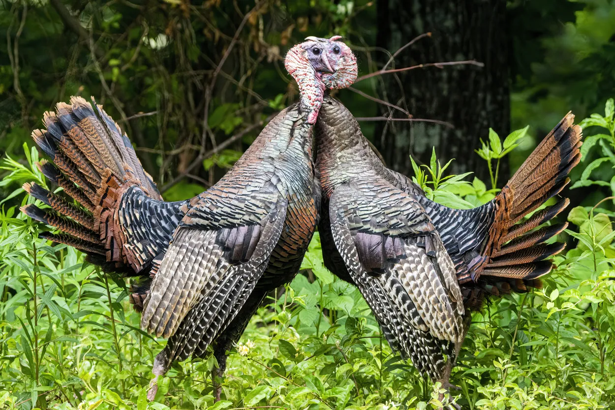 Turkey Fight