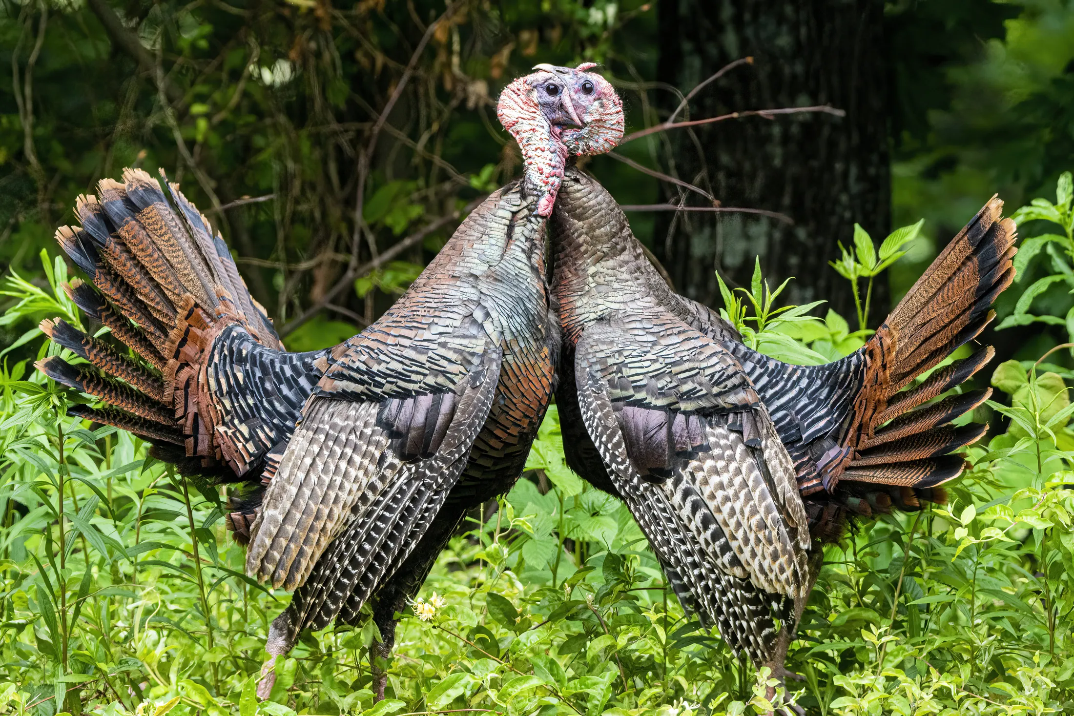 Turkey Fight