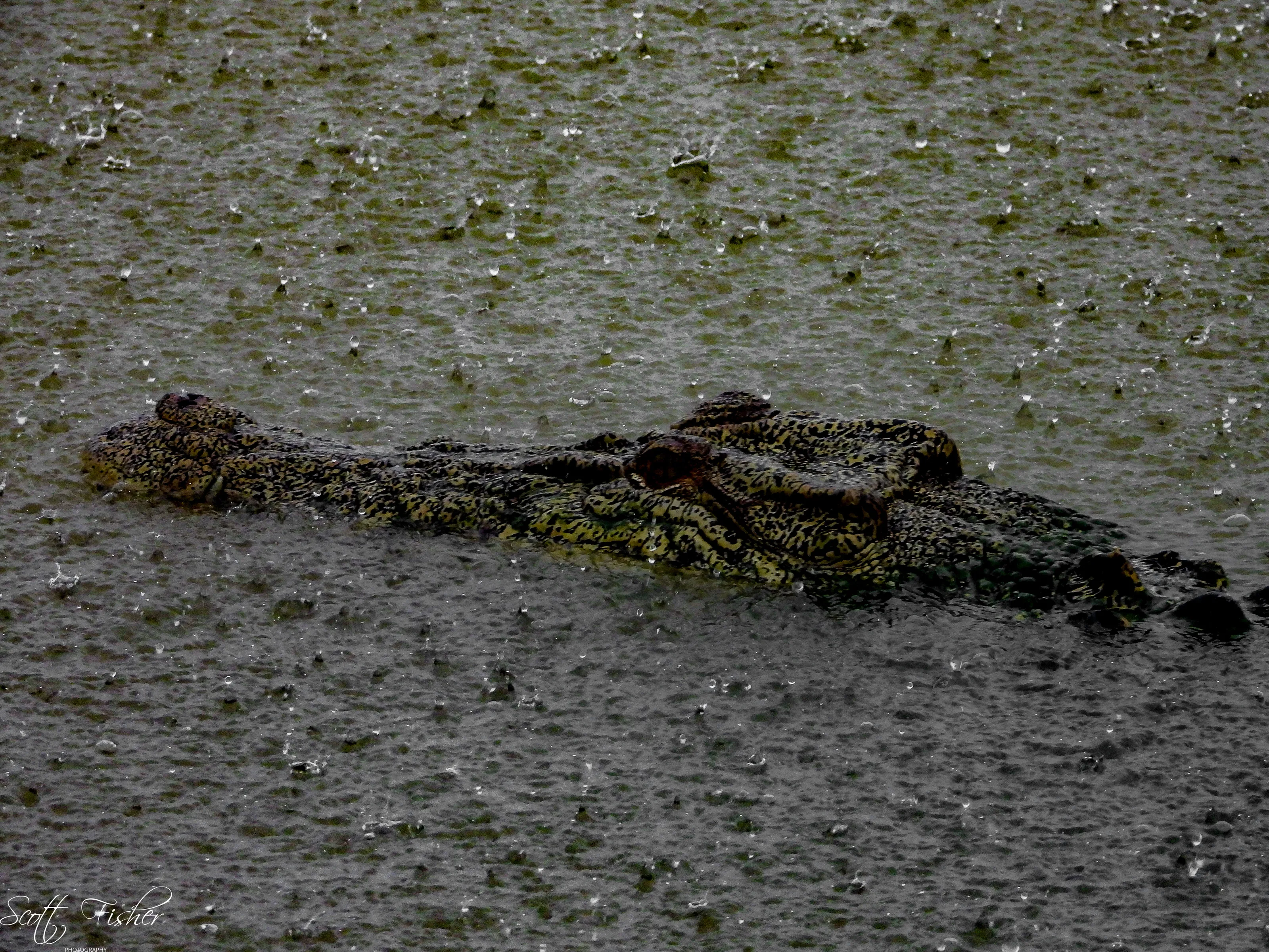 Adelaide River Croc