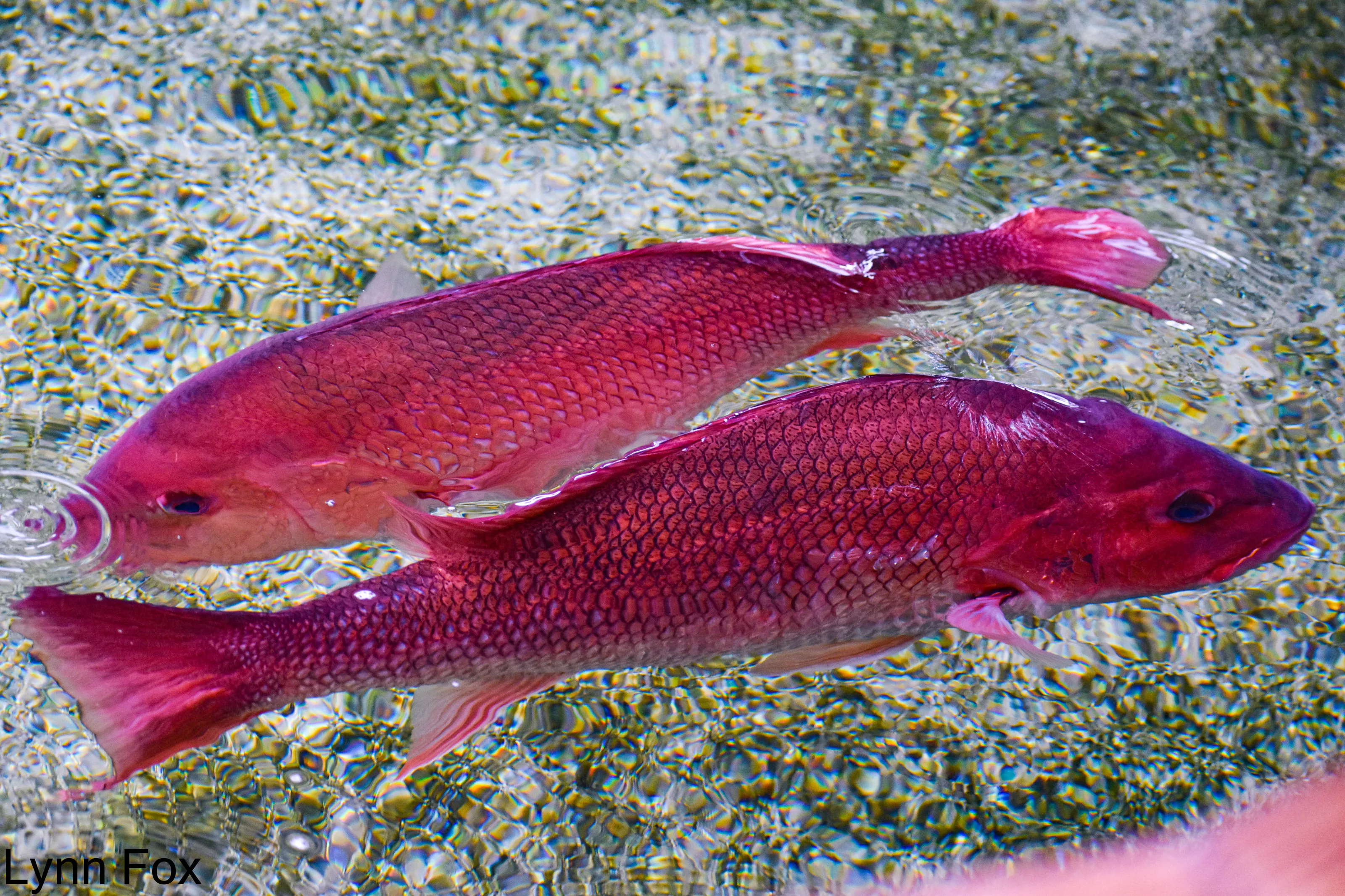 Red Fish