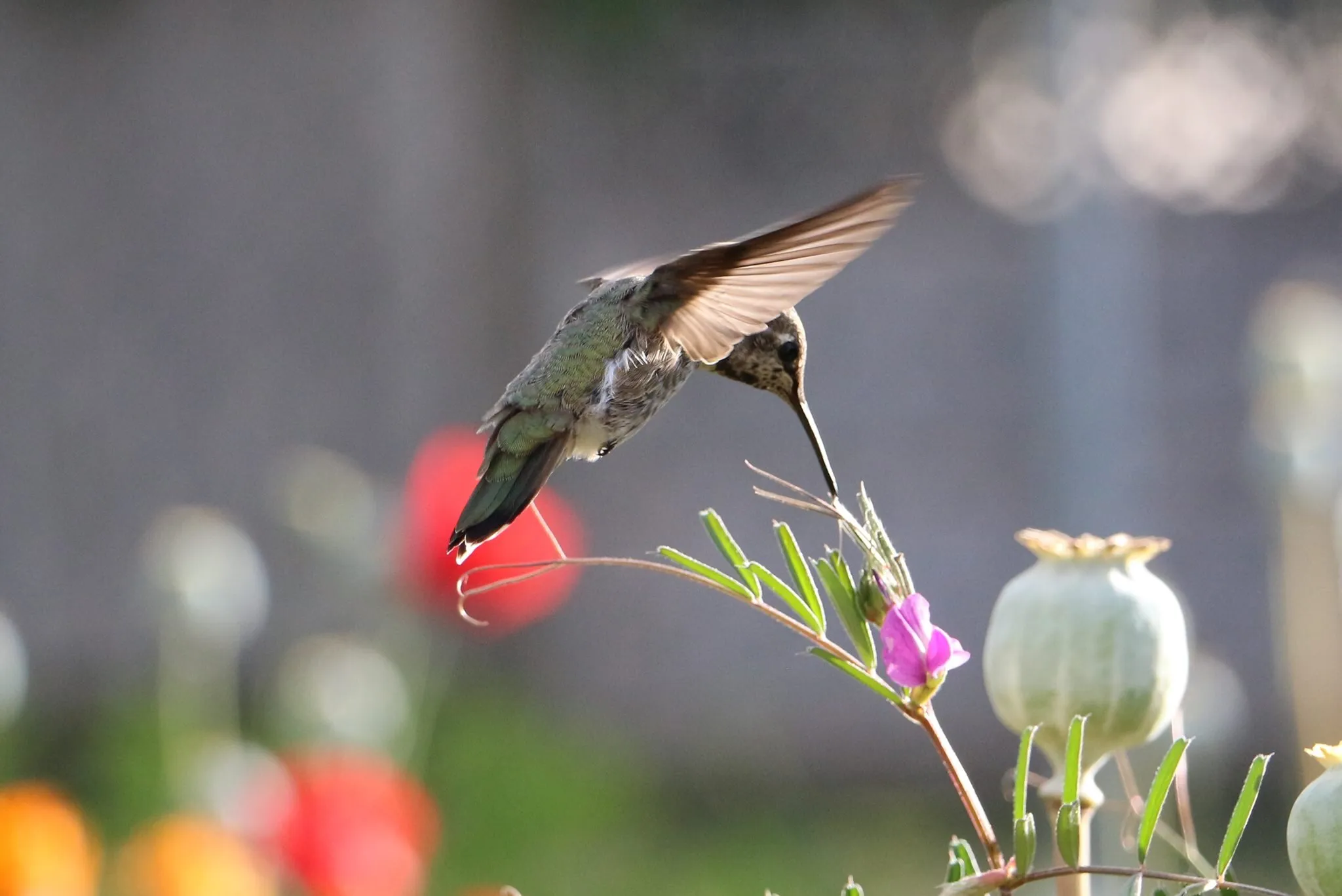 Sweet Nectar