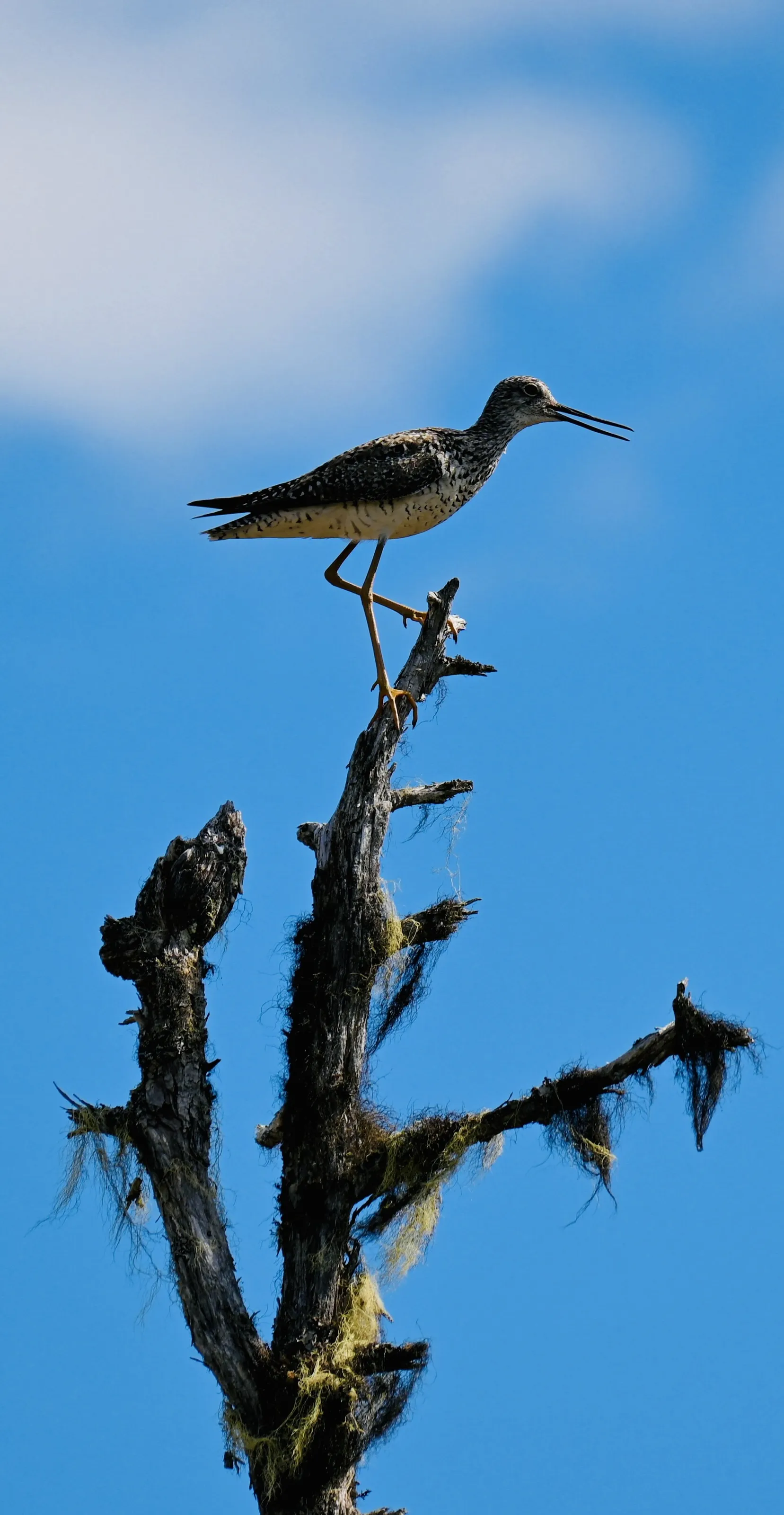 Long-Billed Dowitcher