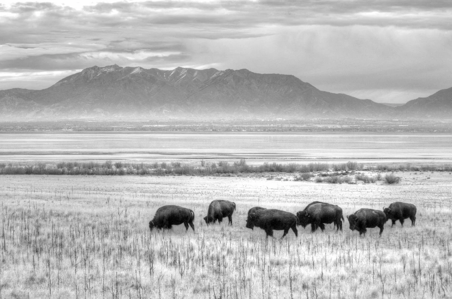 Bison on Antelope Island