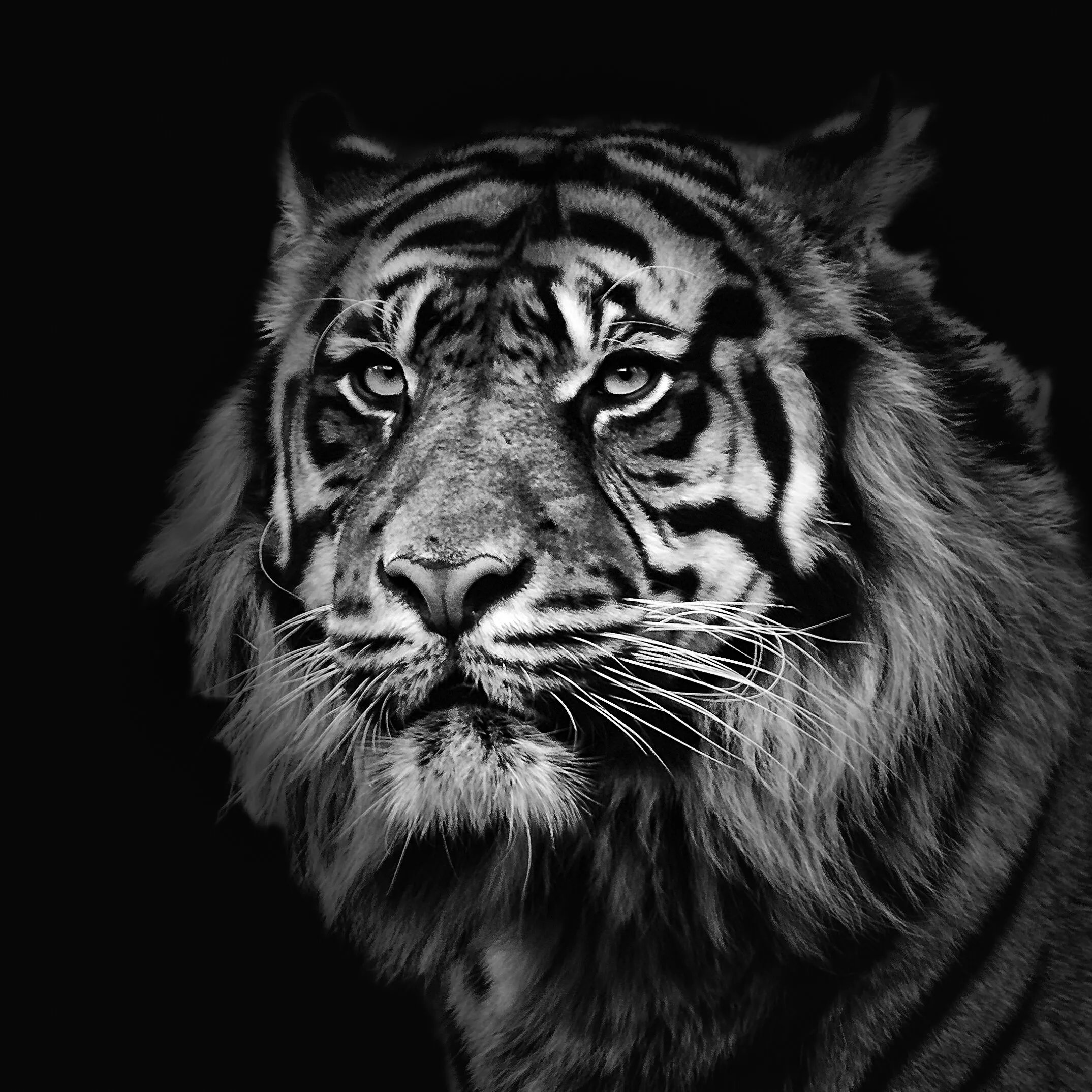 Sumatran Tiger
