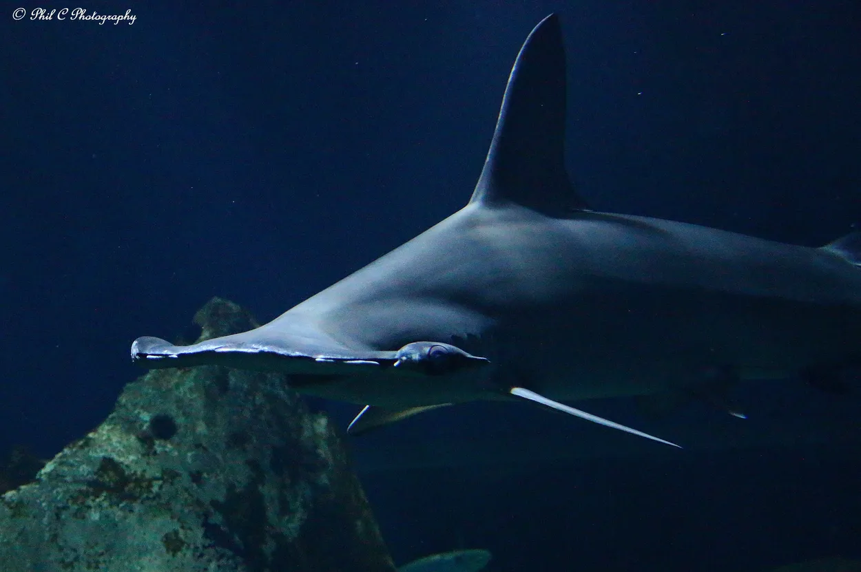 Entry 23471896