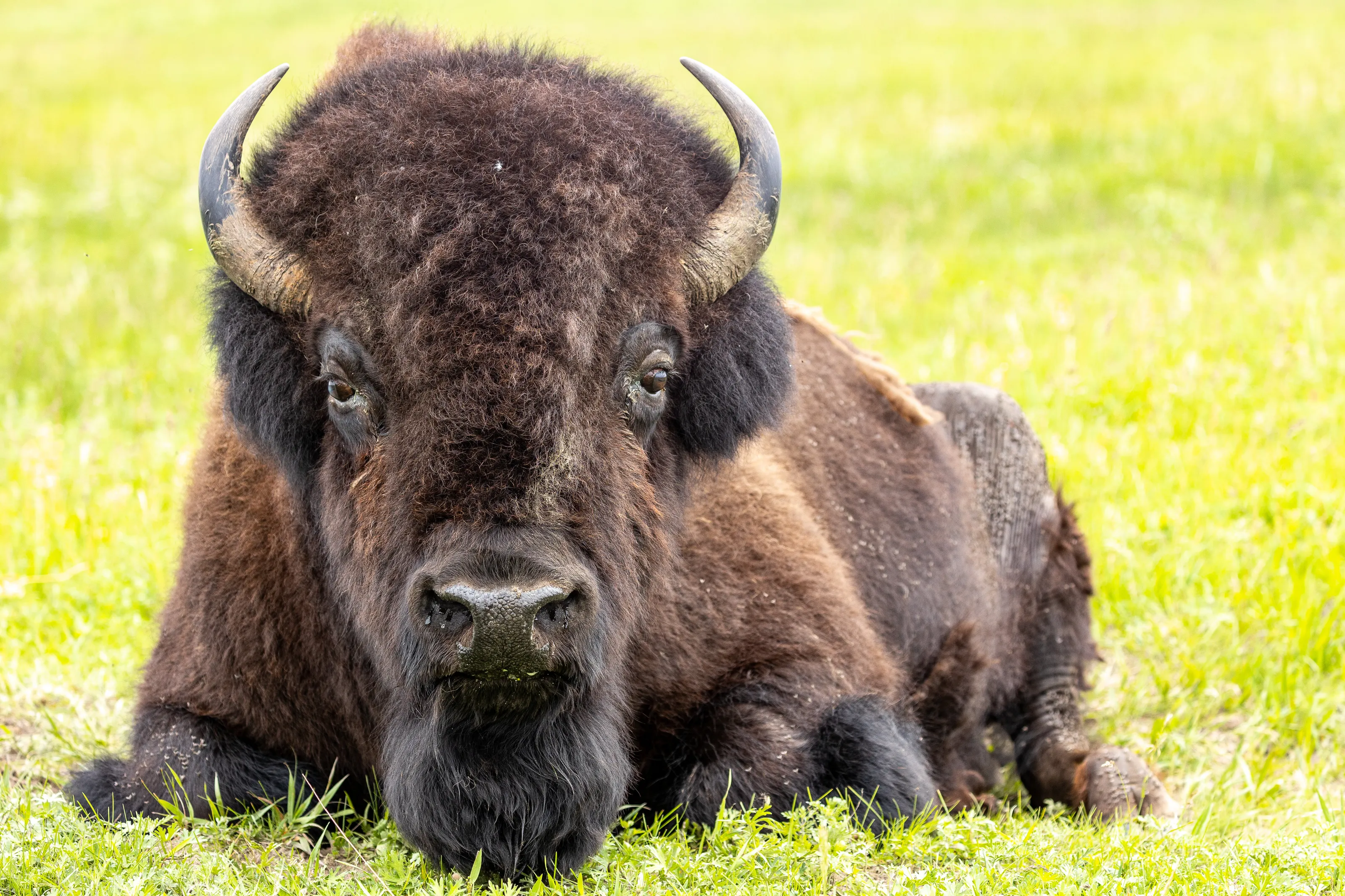 Tatanka