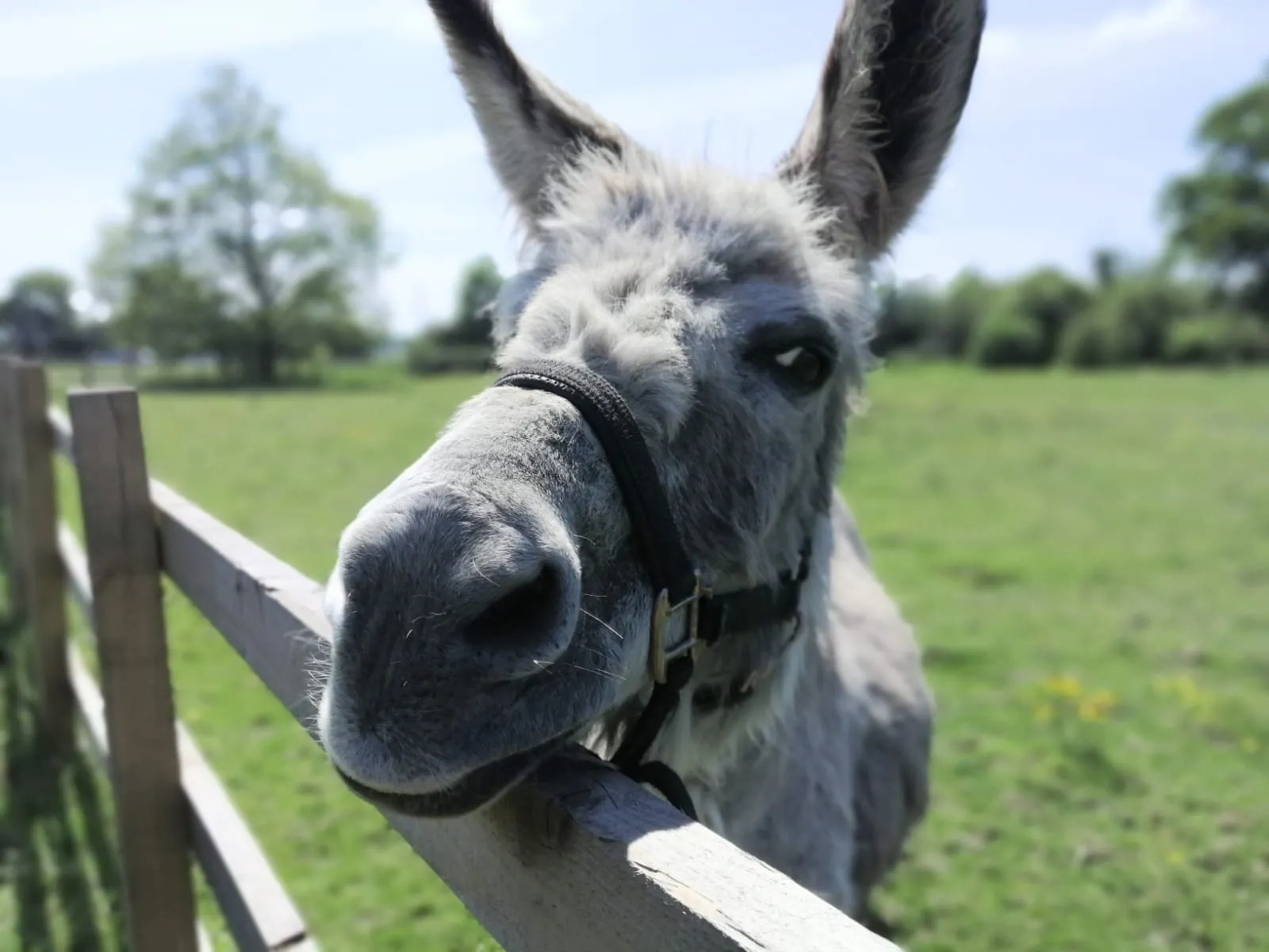 Smiling Donkey