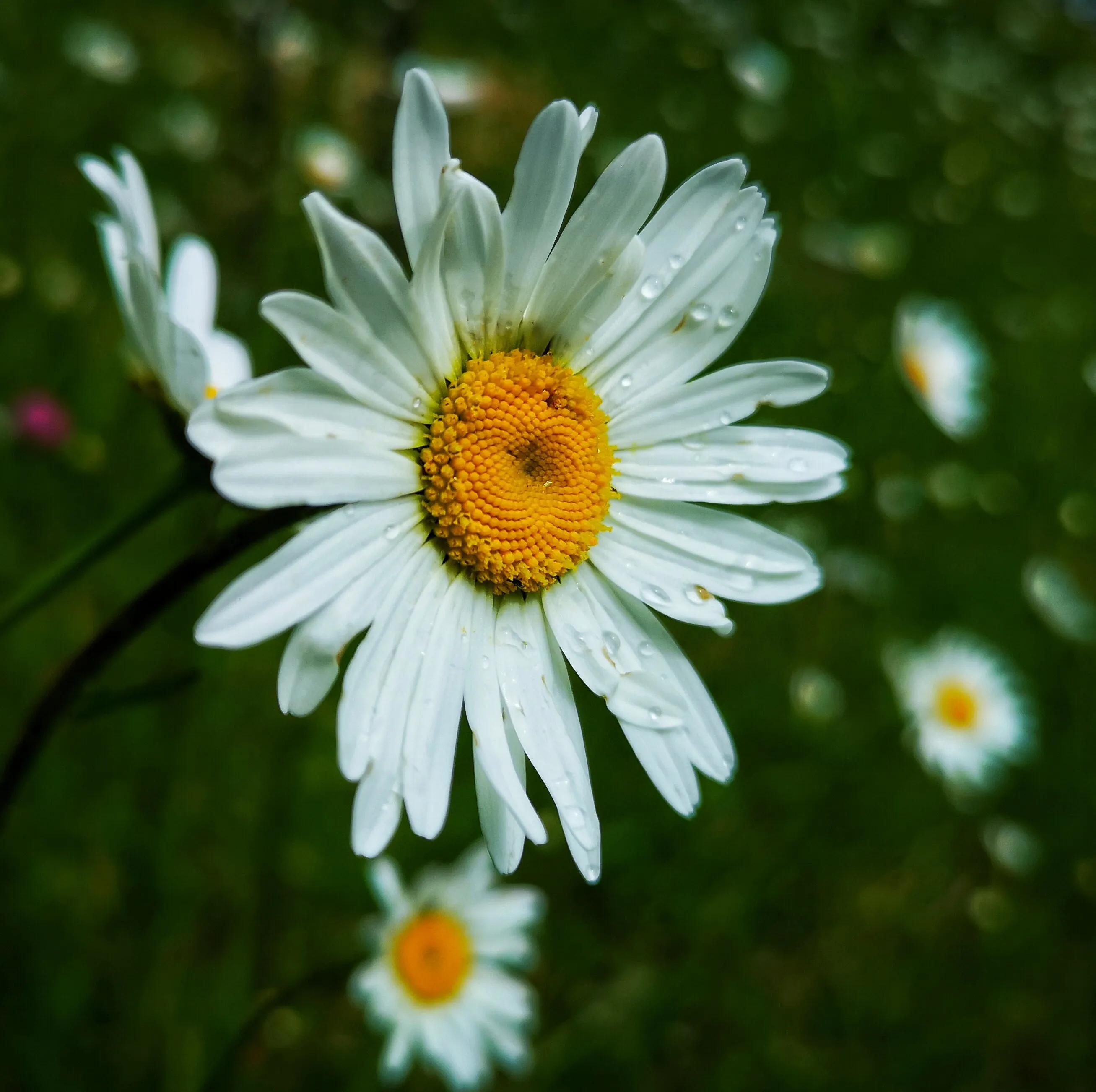 Spring blossom