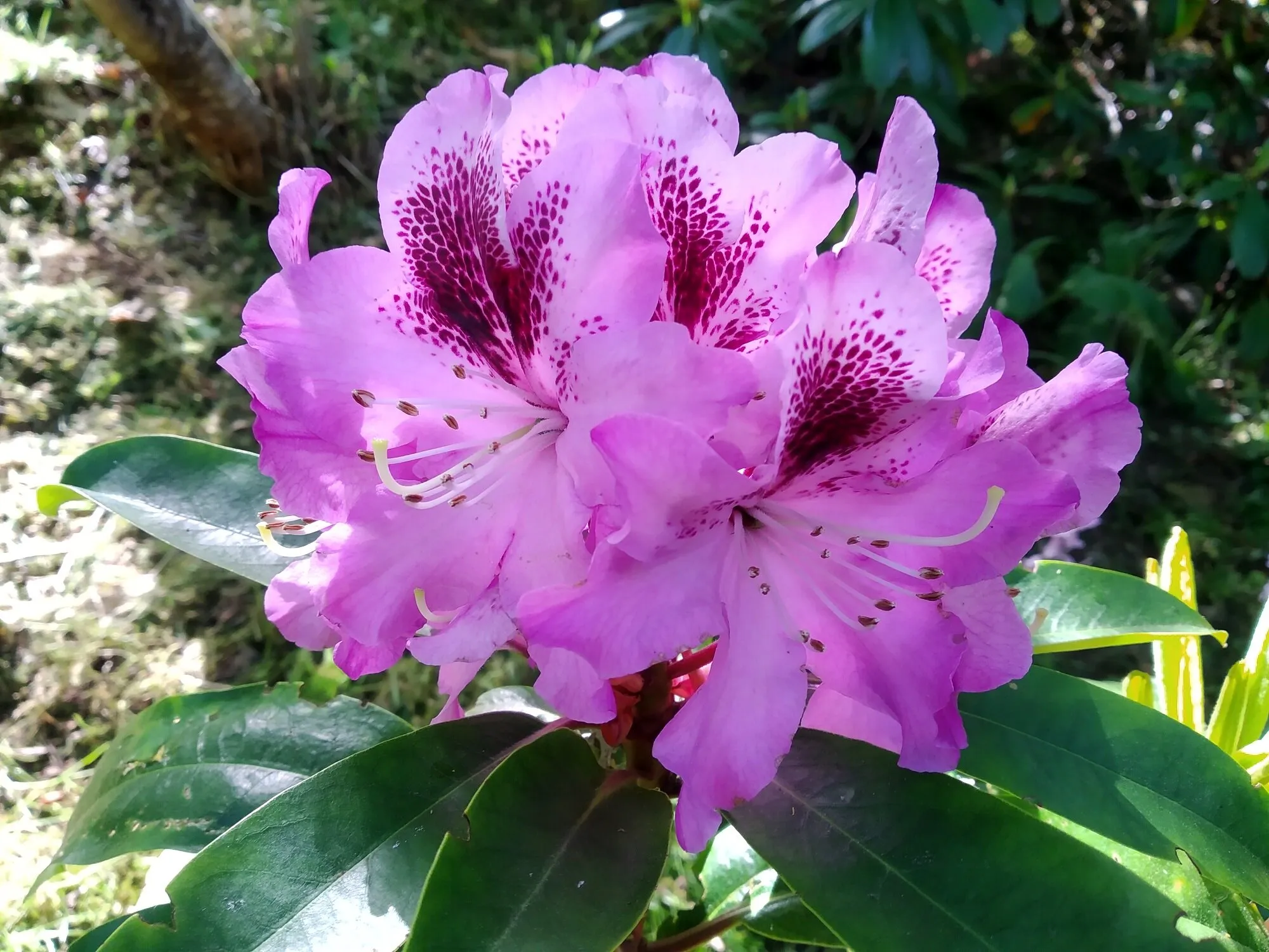 Rhododendron hybrid Pfauenauge Peacock Butterfly