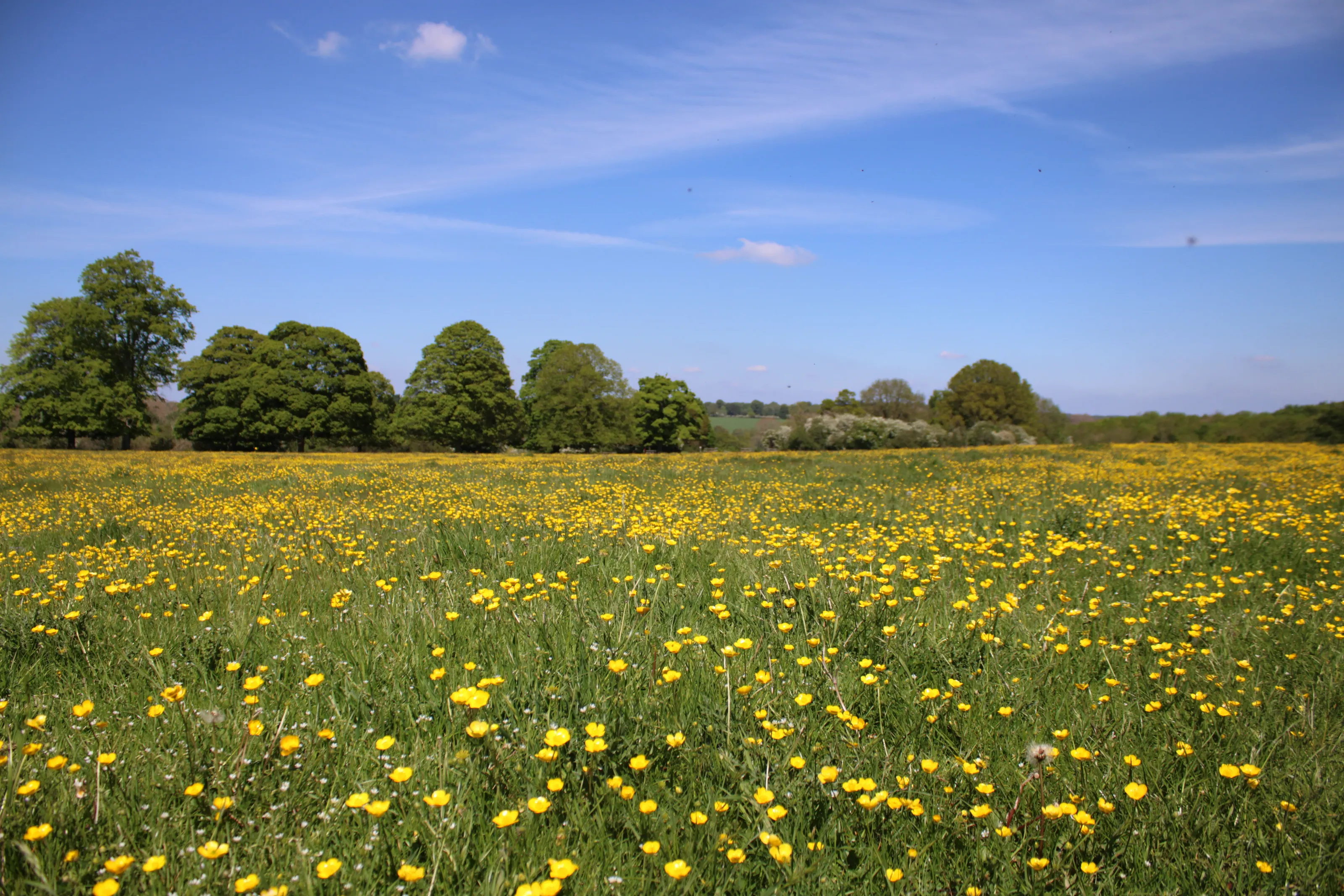 Summer walk