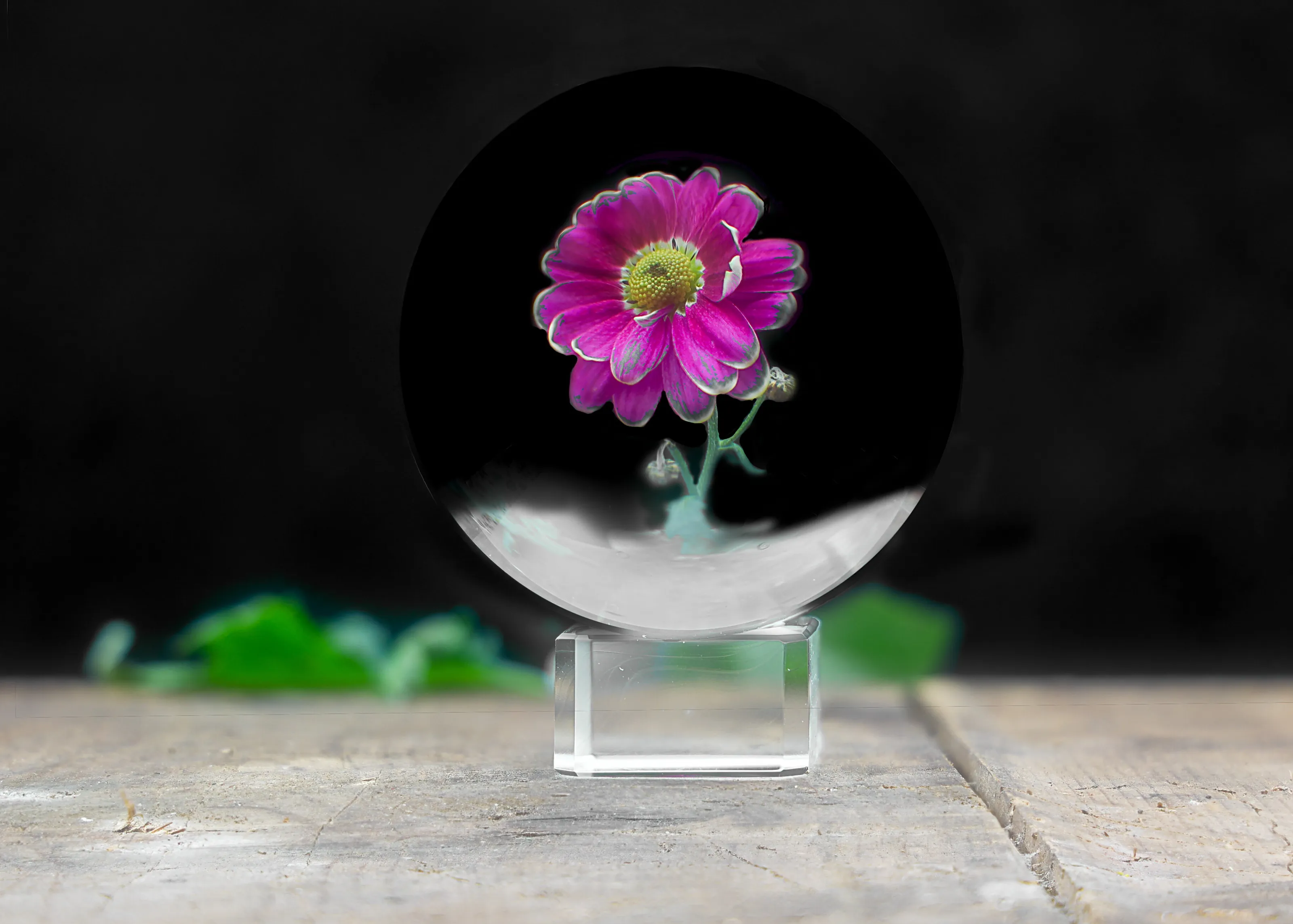 Flower in a lens ball