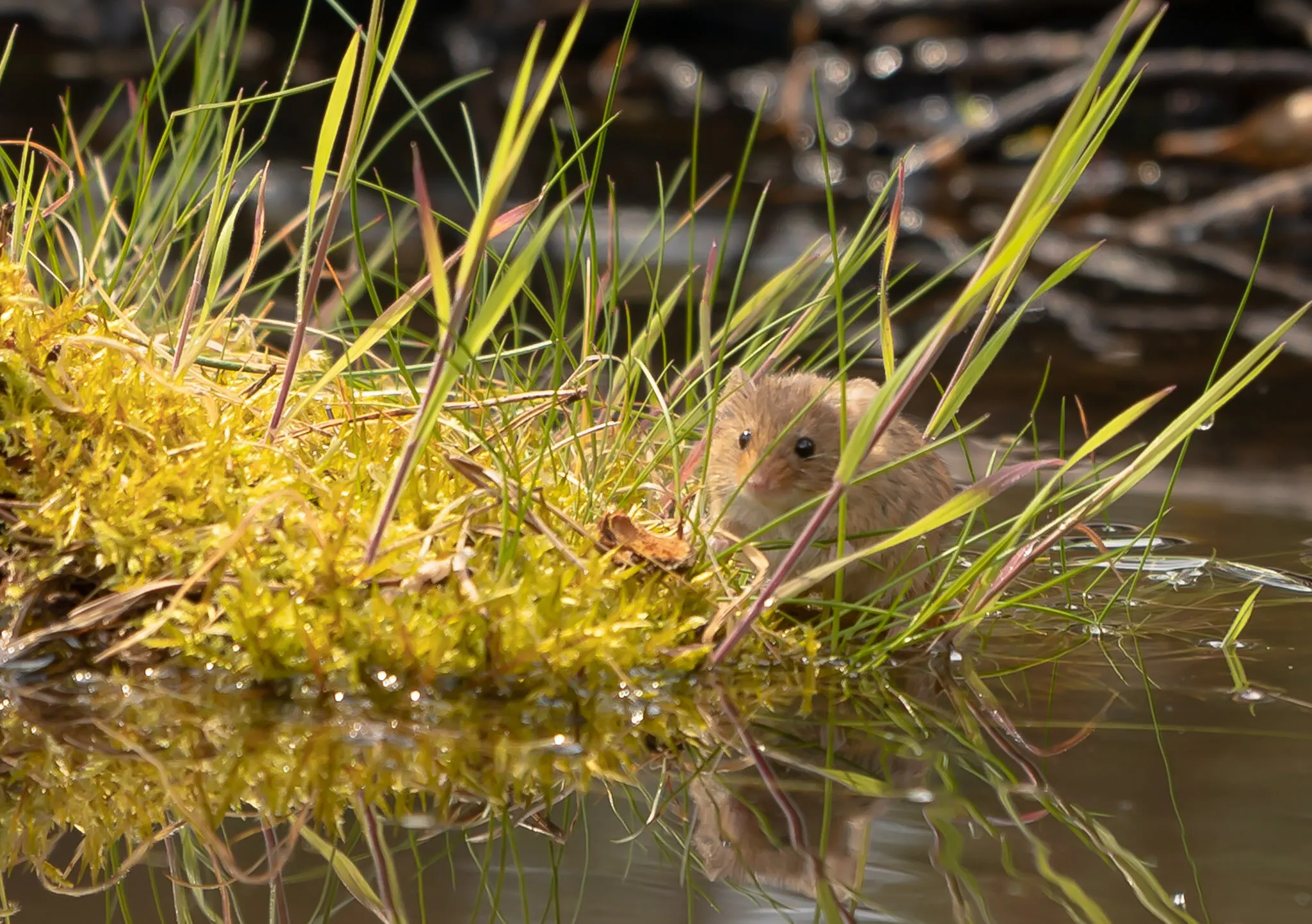 Harvest Mouse
