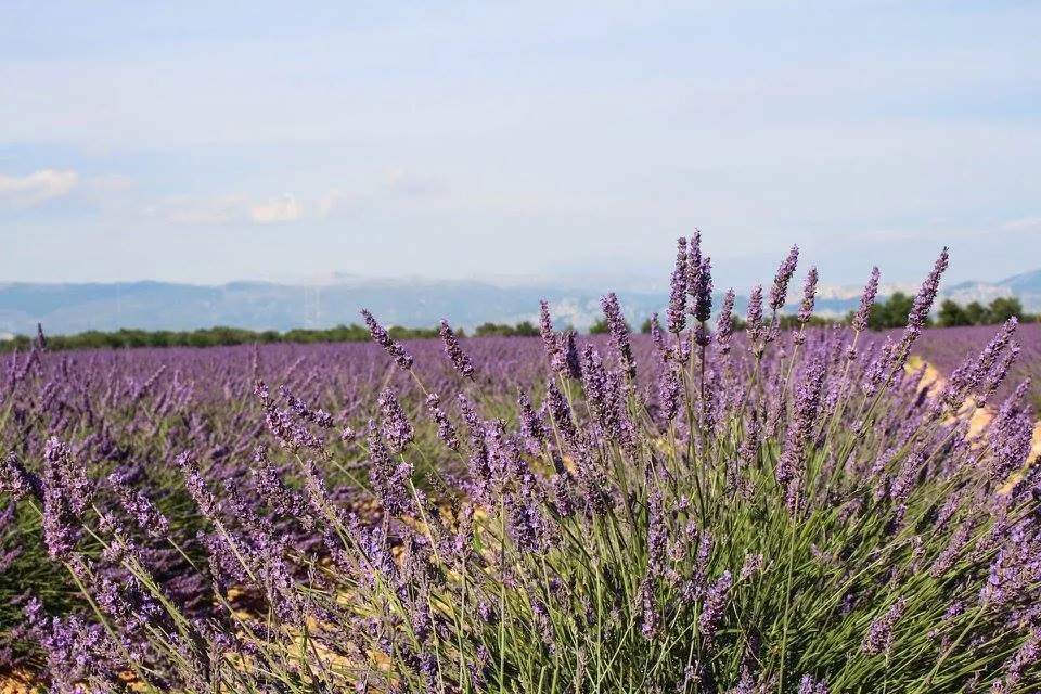 Lavender Fields en Francais