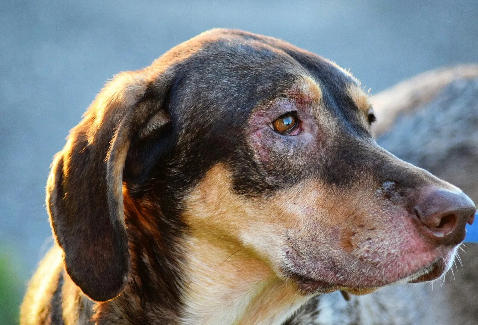 Loving rescue