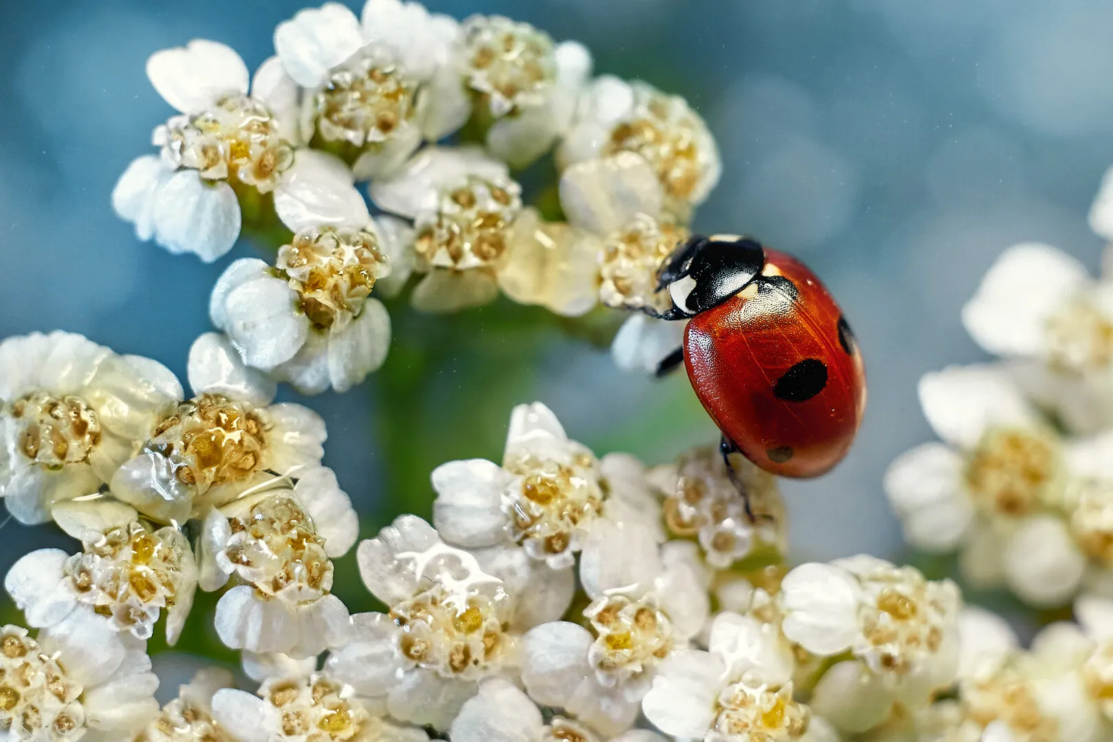 Ladybug
