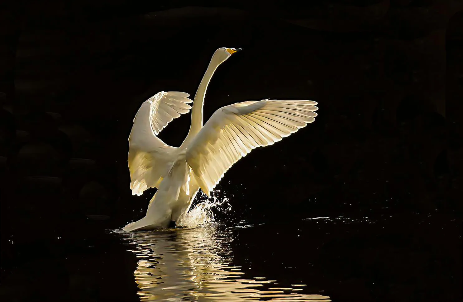 Swan
