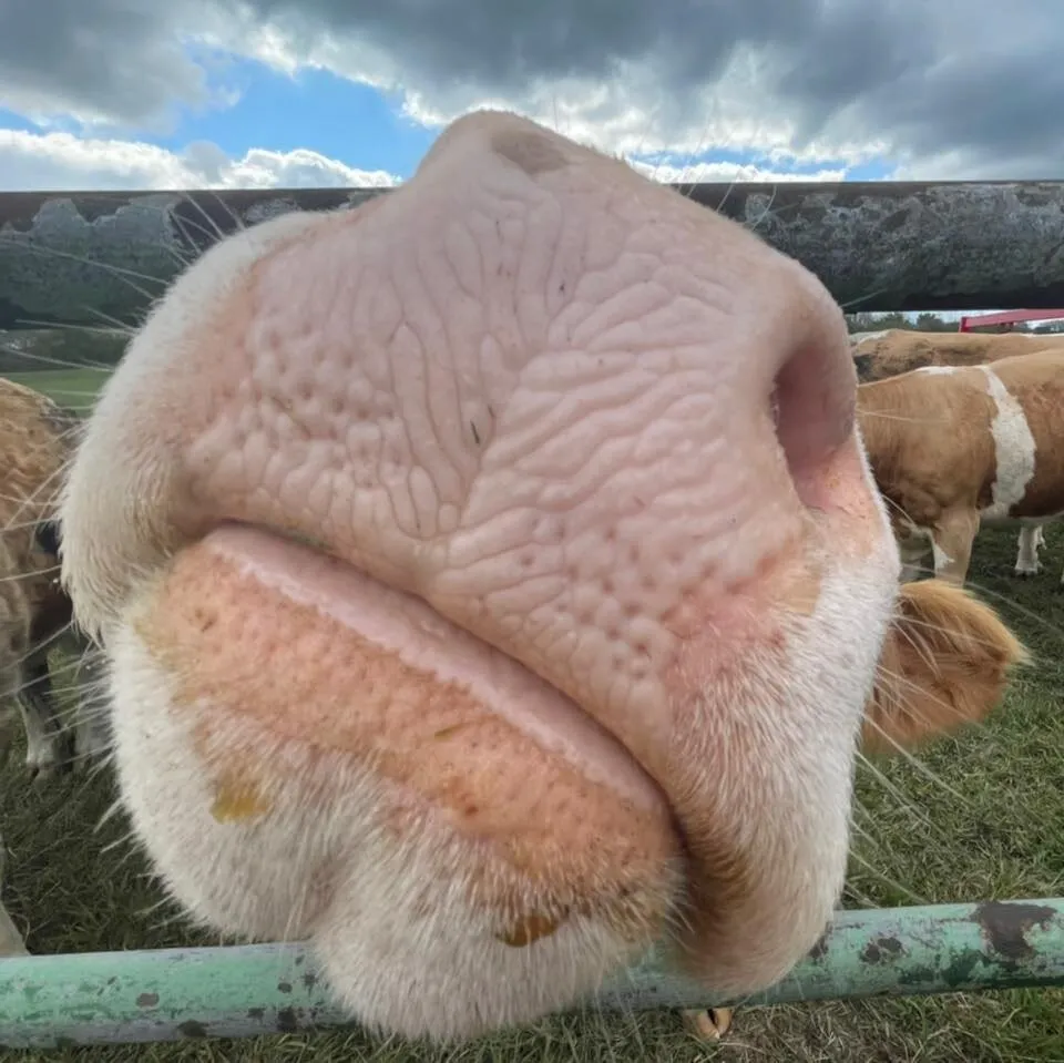 Nosy cow