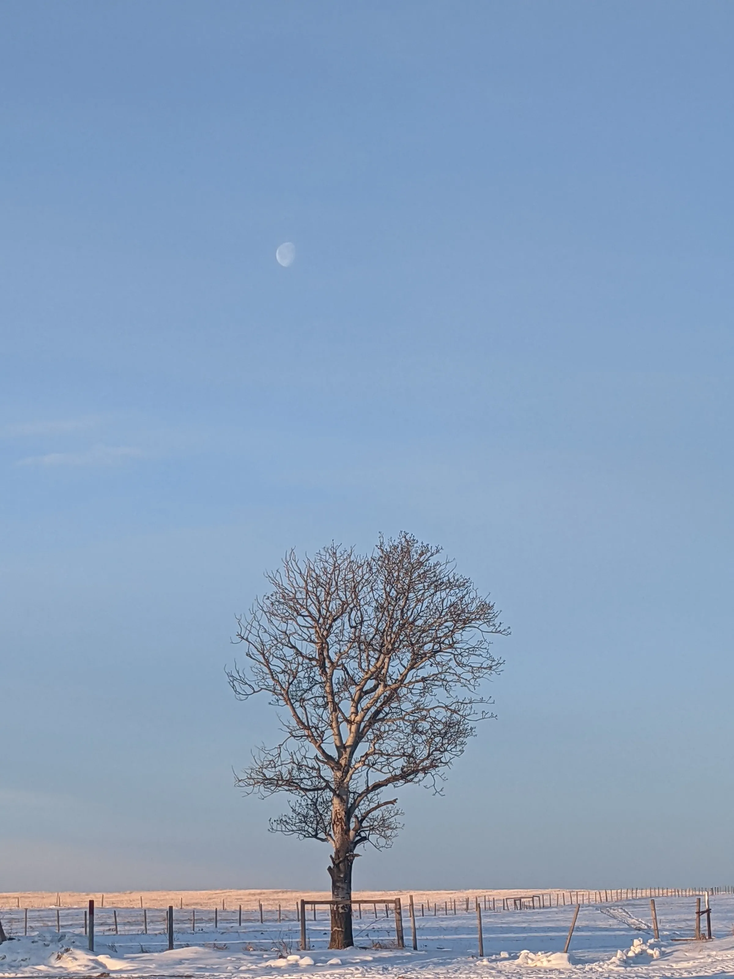 Winter Moon