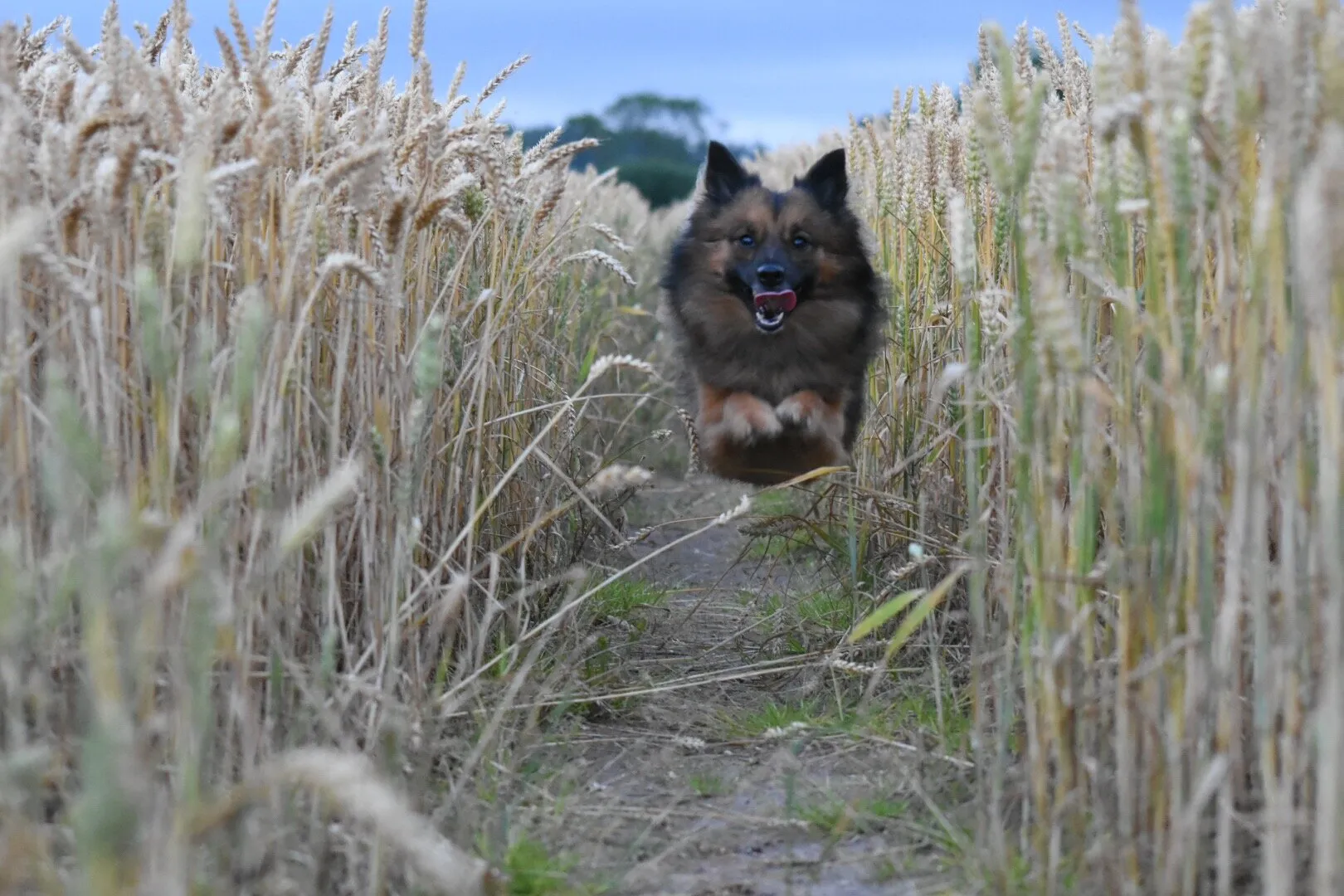 Jump