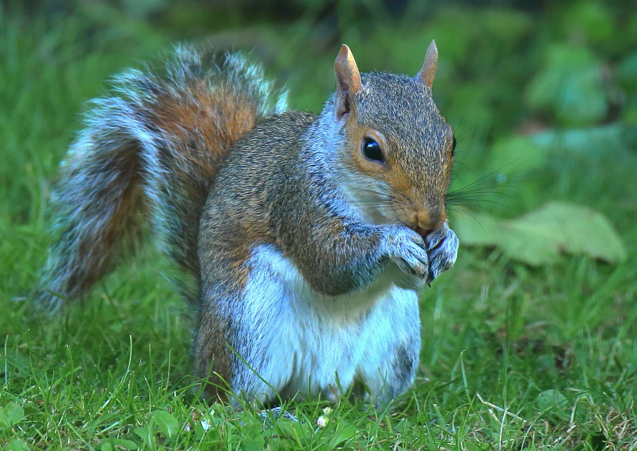 Juvenile grey squirrel
