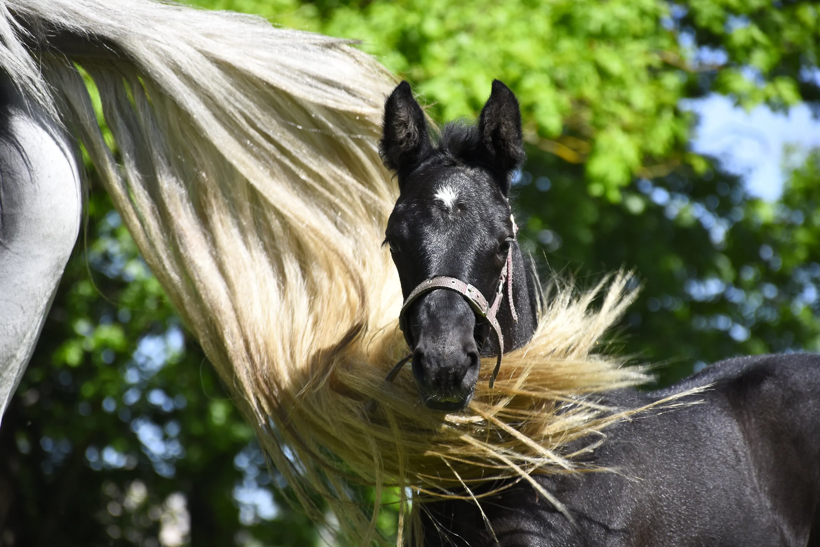 Filly being curios behind mom.