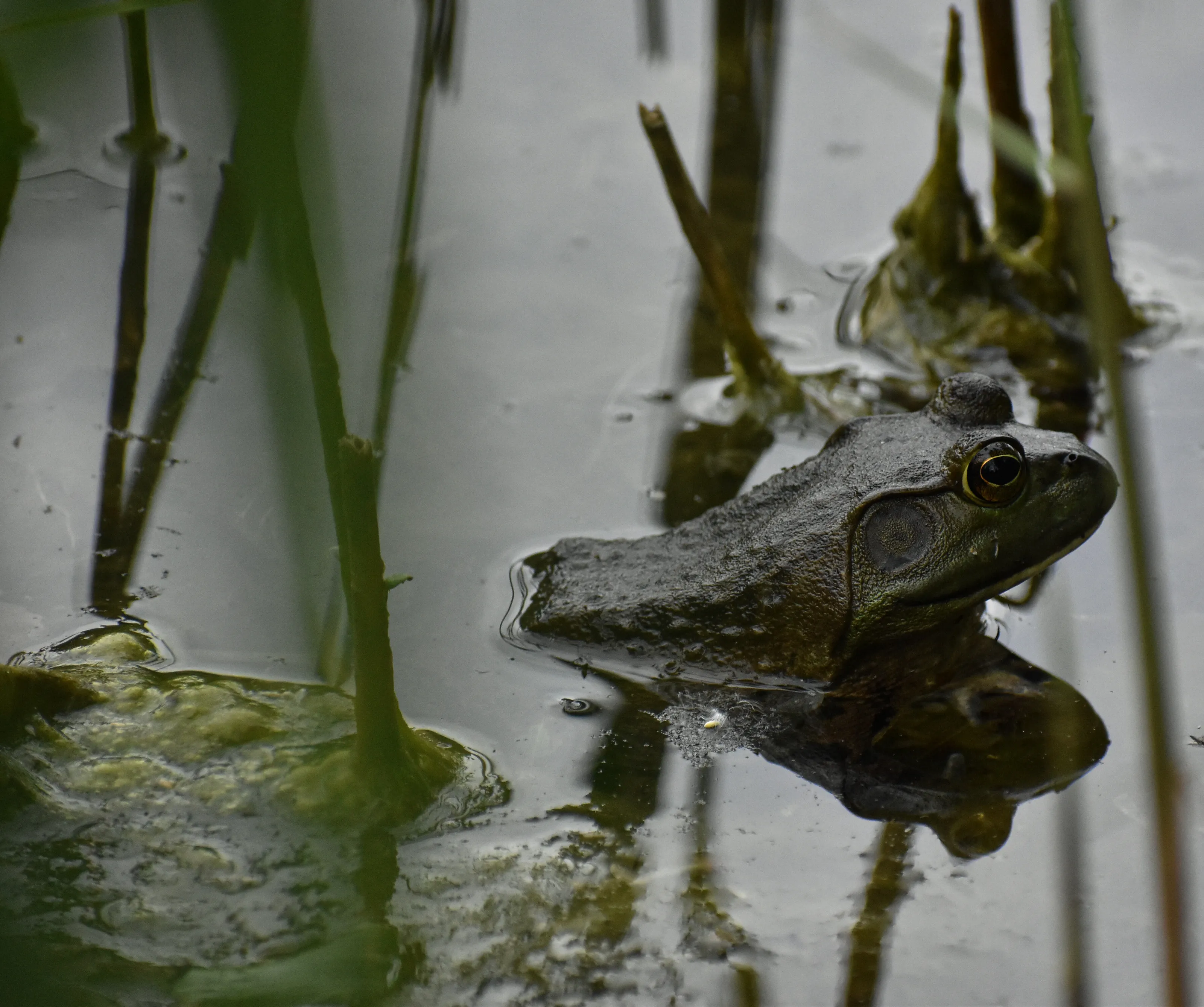 Frog