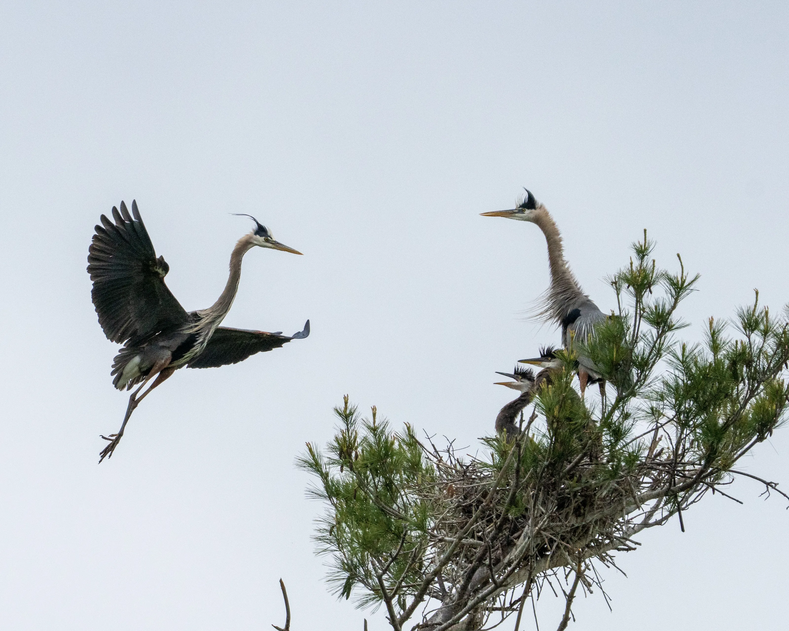 Banner image