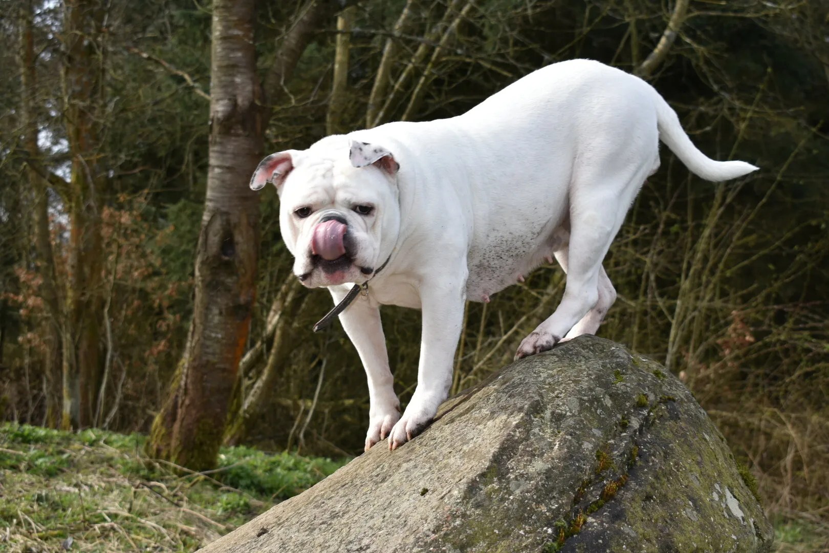 Old thyme Dorset bulldog