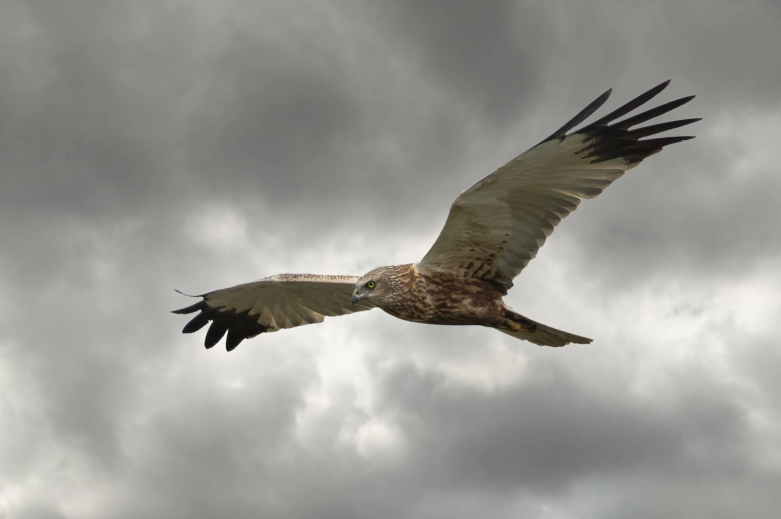 Male Marsh Harrier