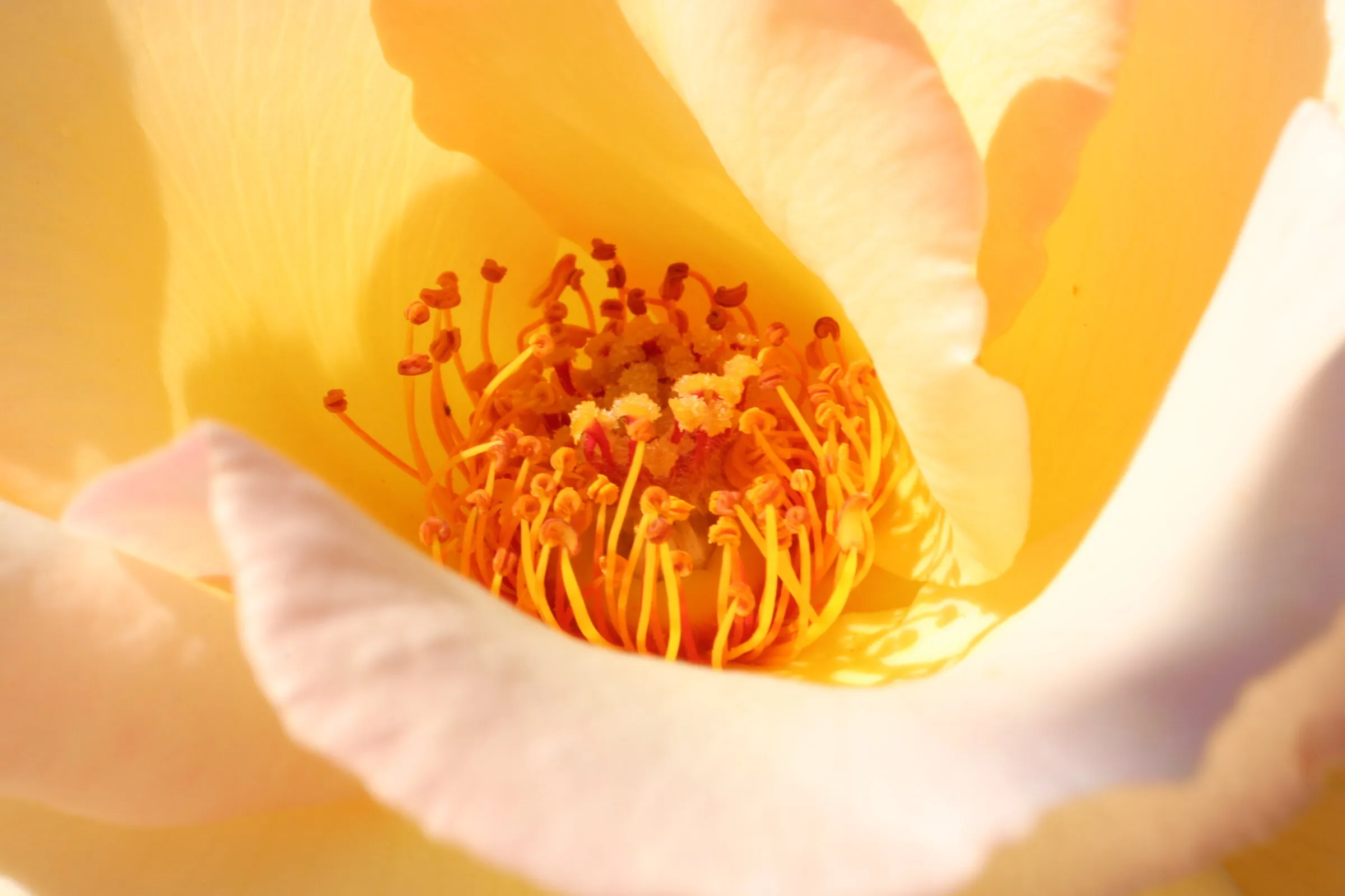 Yellow Rose