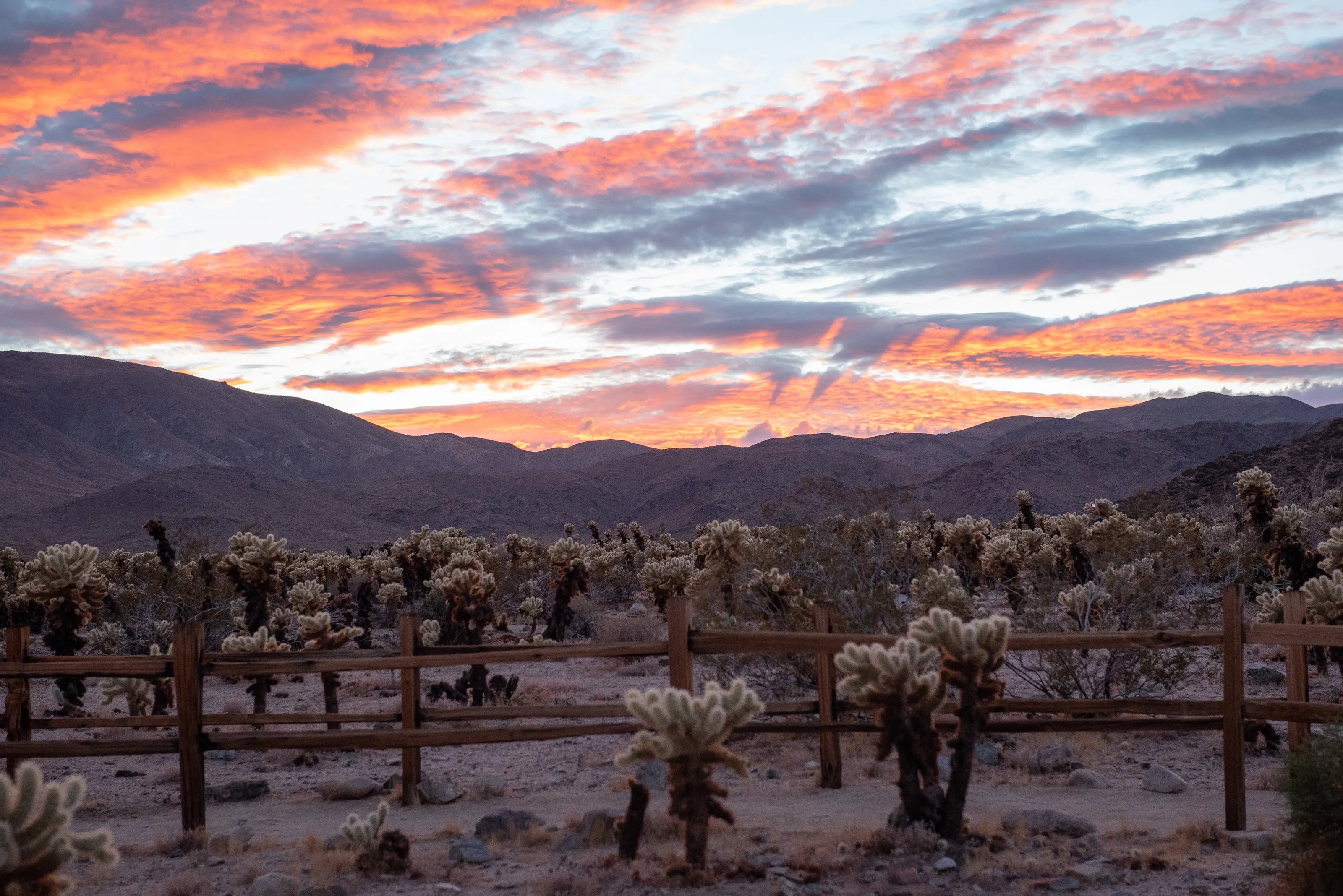 Sunset at Cholla Cactus Garden