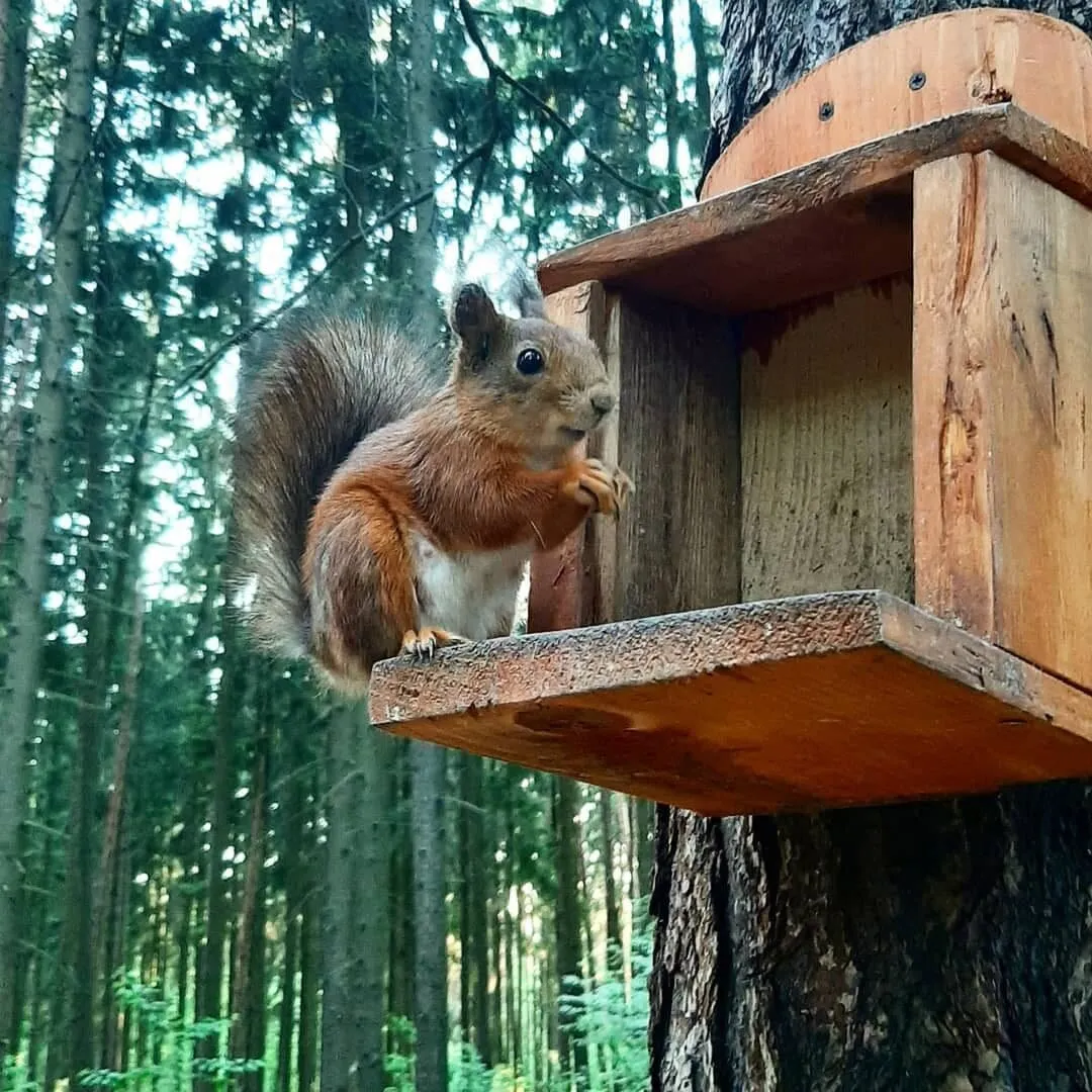 Belorussian squirrel