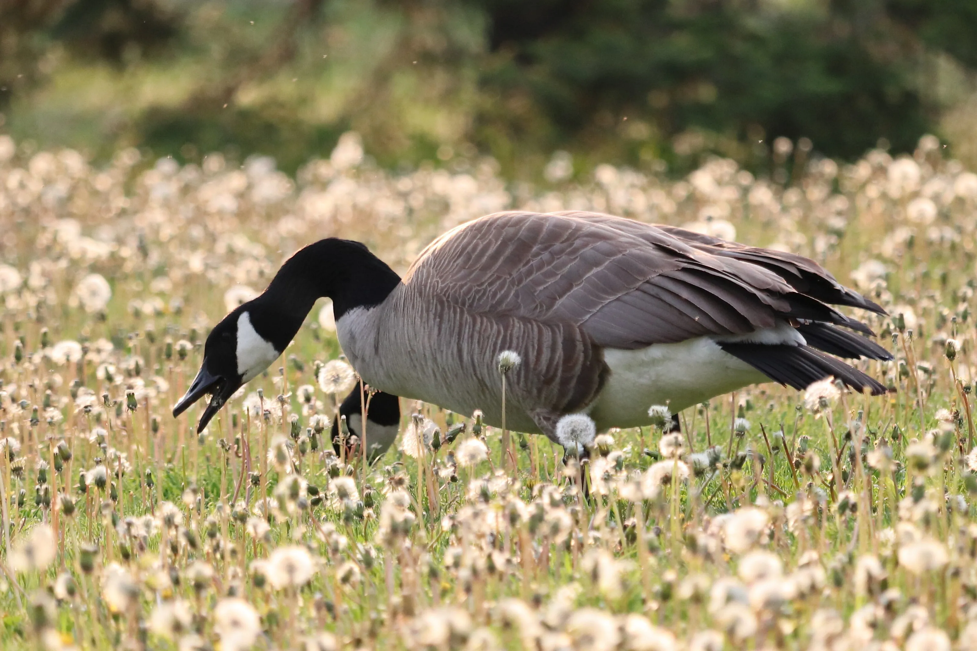 Goose loves dandelions too