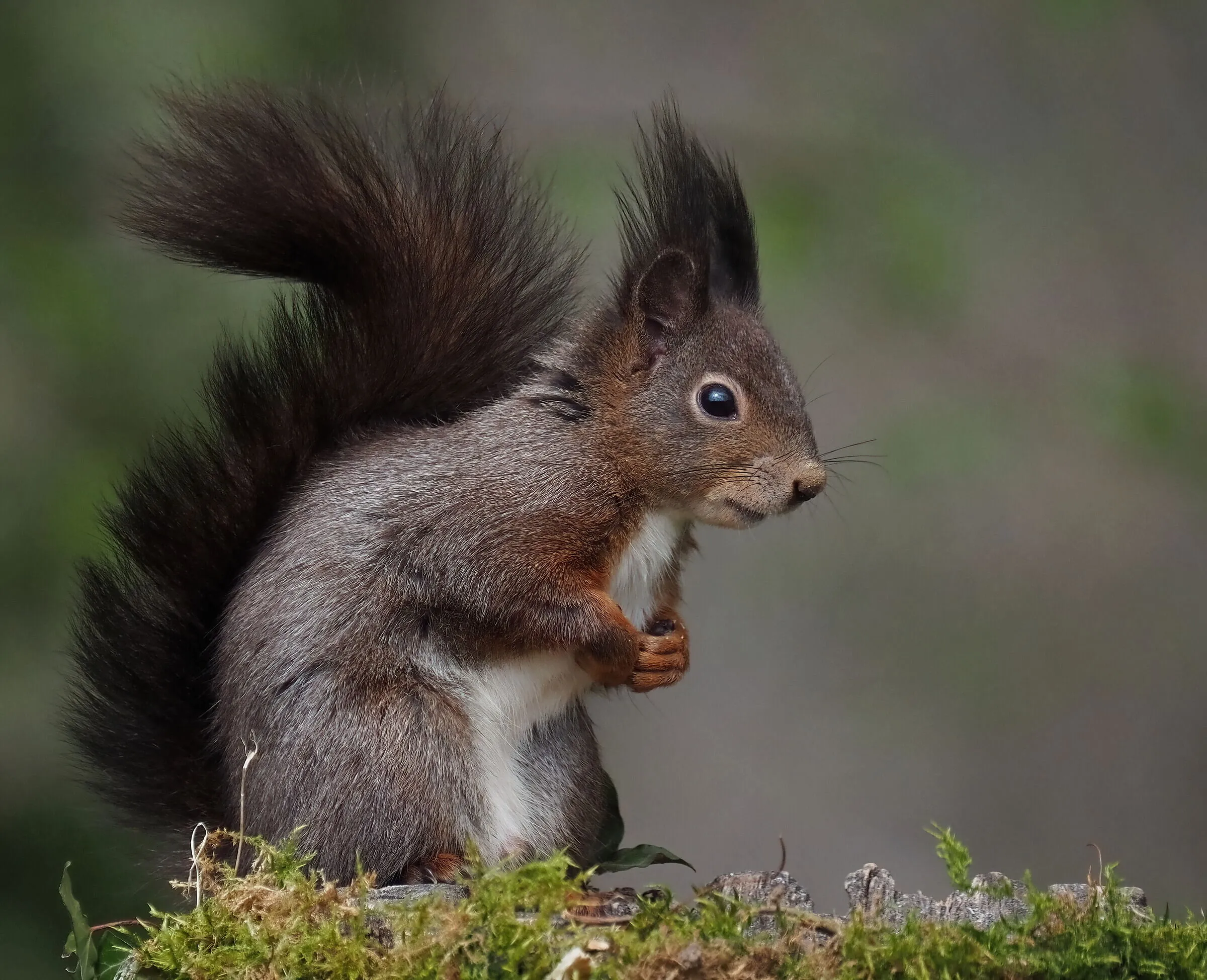 Red squirrel