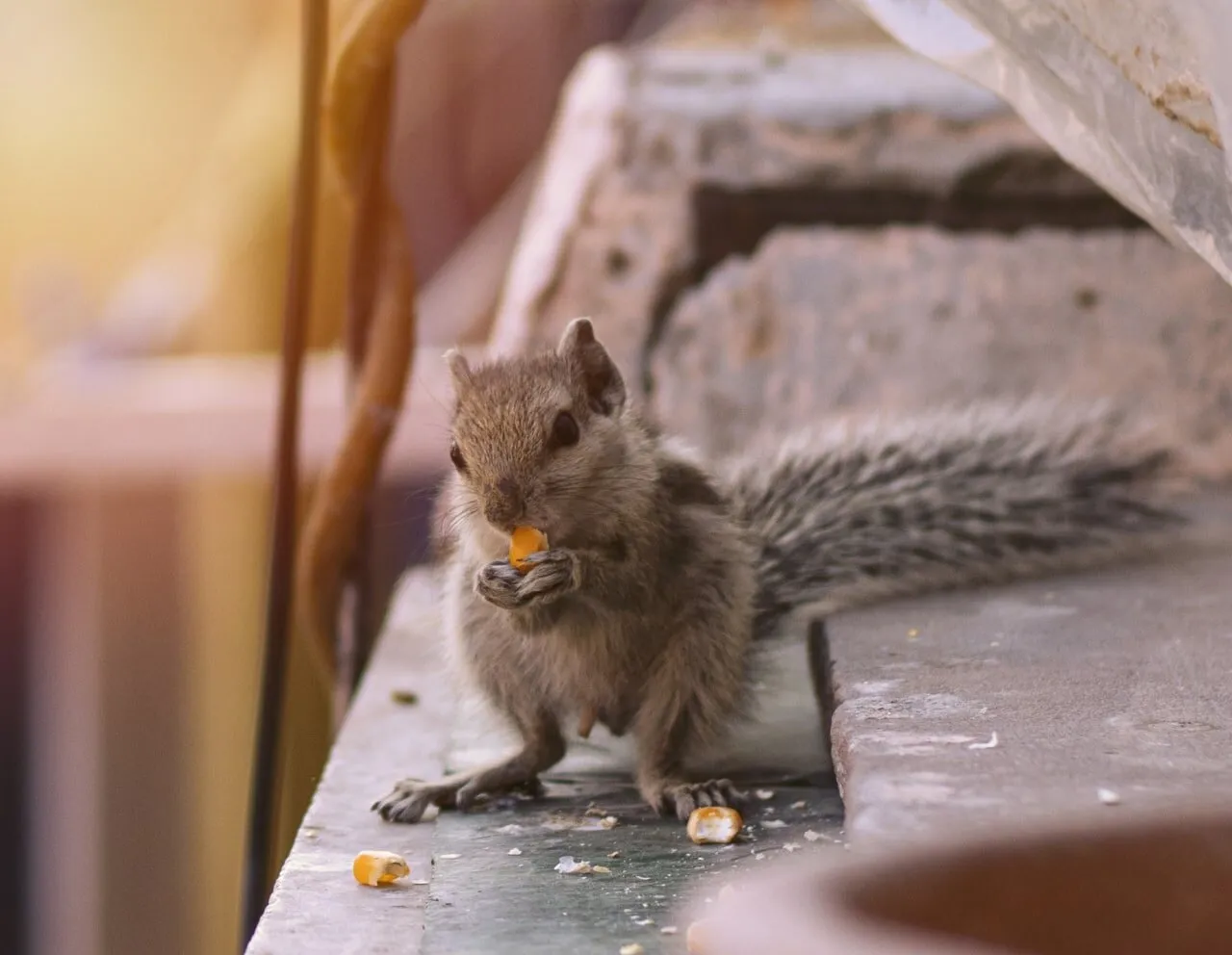 Squirrel