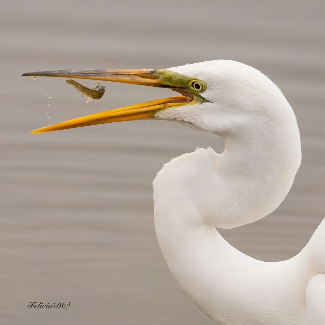 Fish in mouth