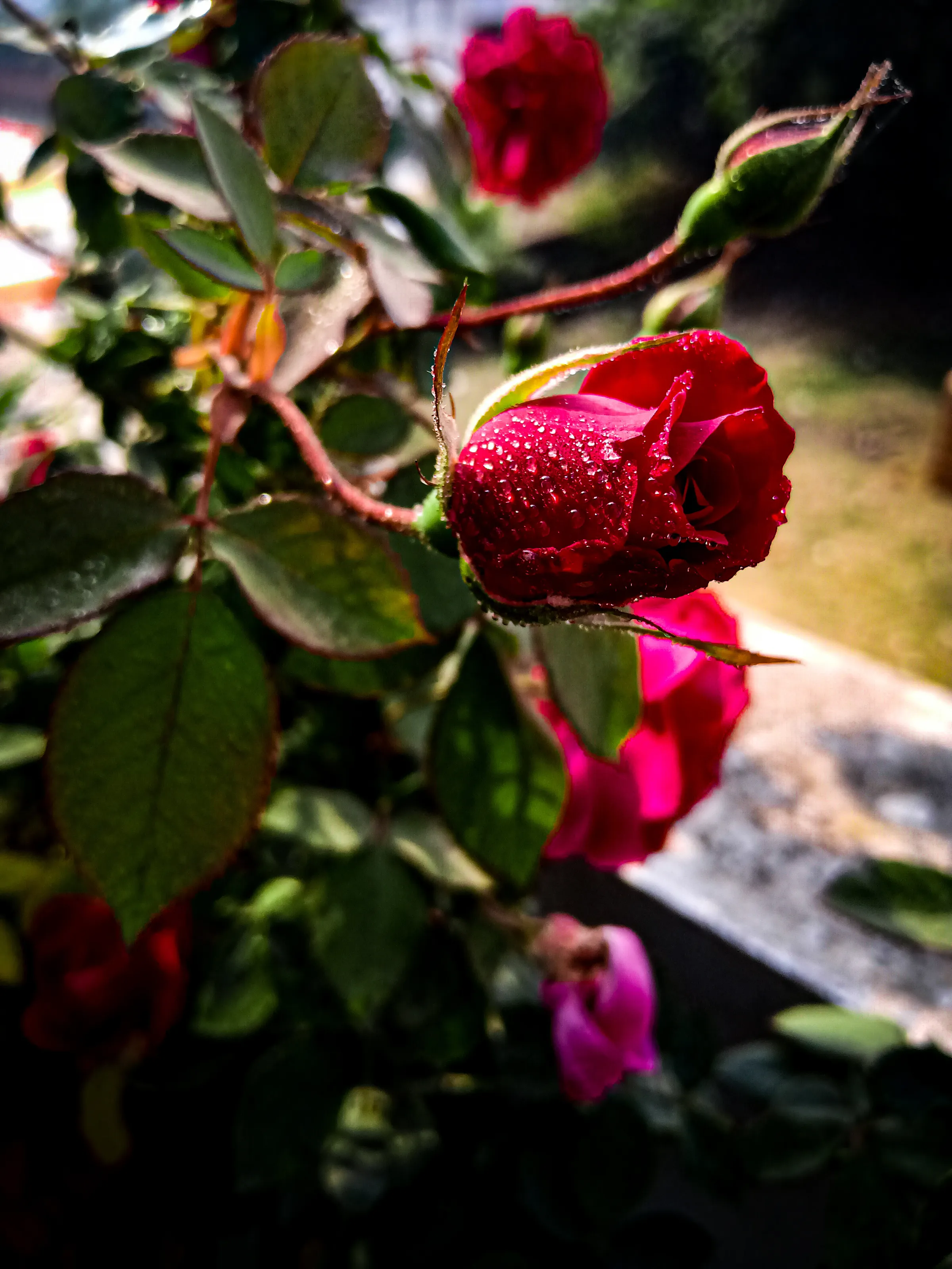 Rose Buds....