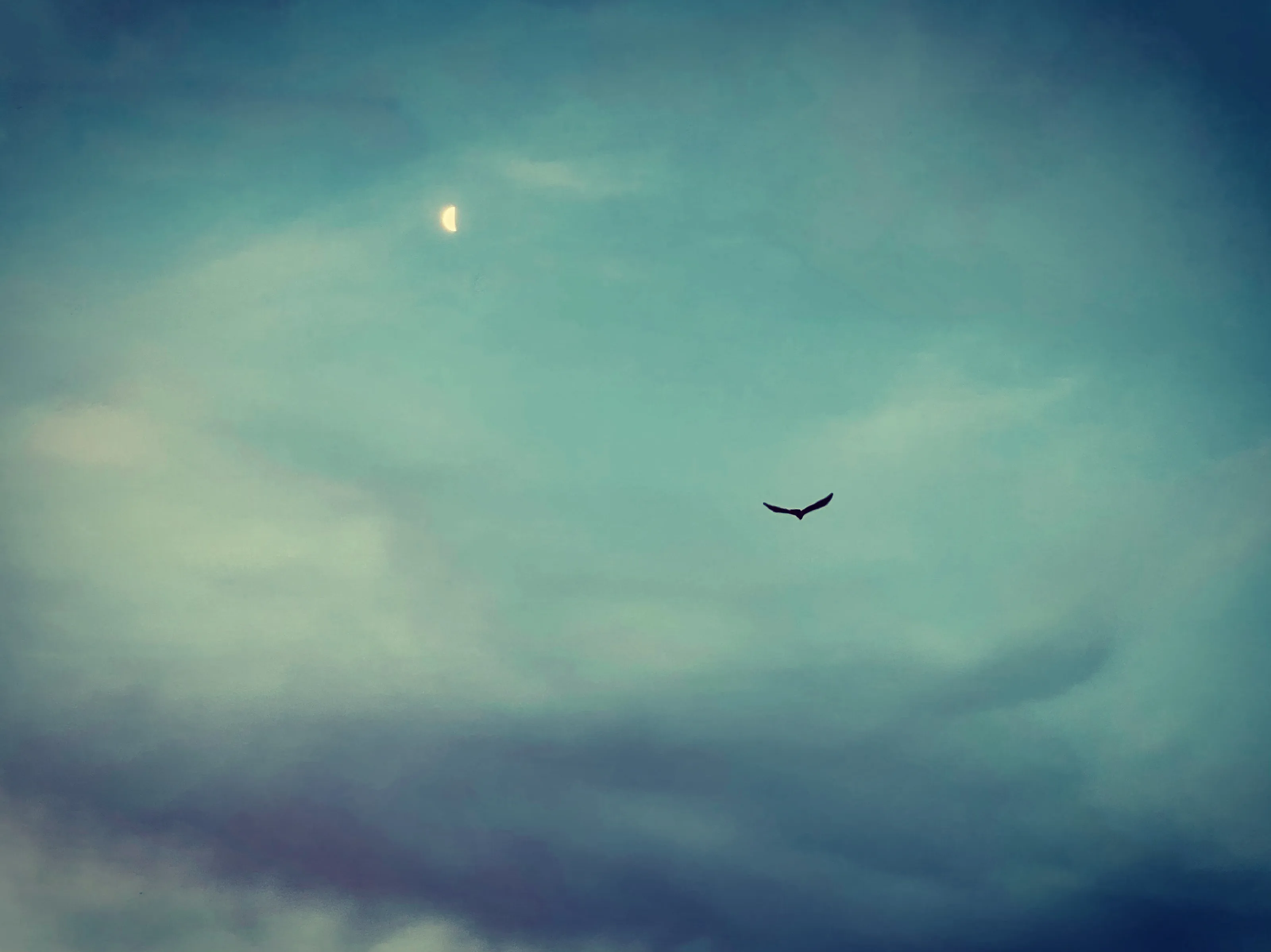 Half Moon and a Bird
