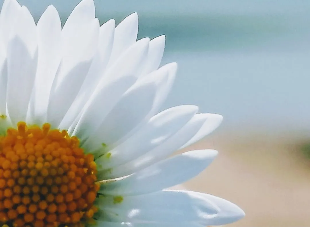 Daisy Daisy