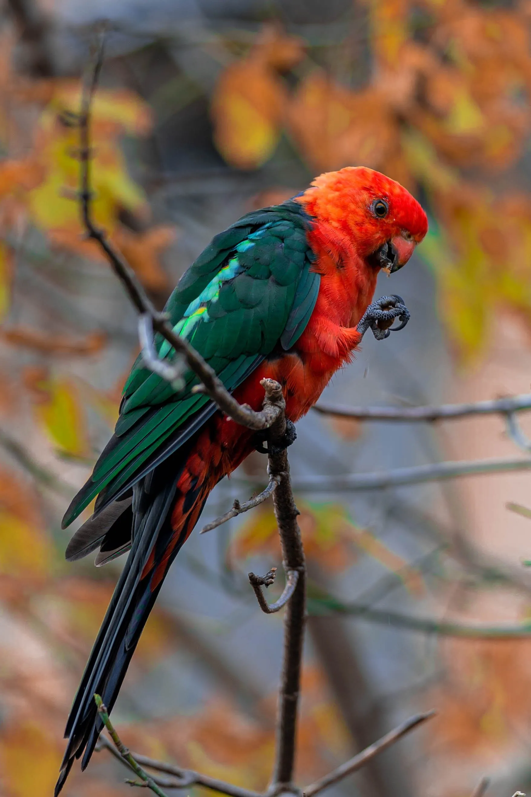 colorful bird