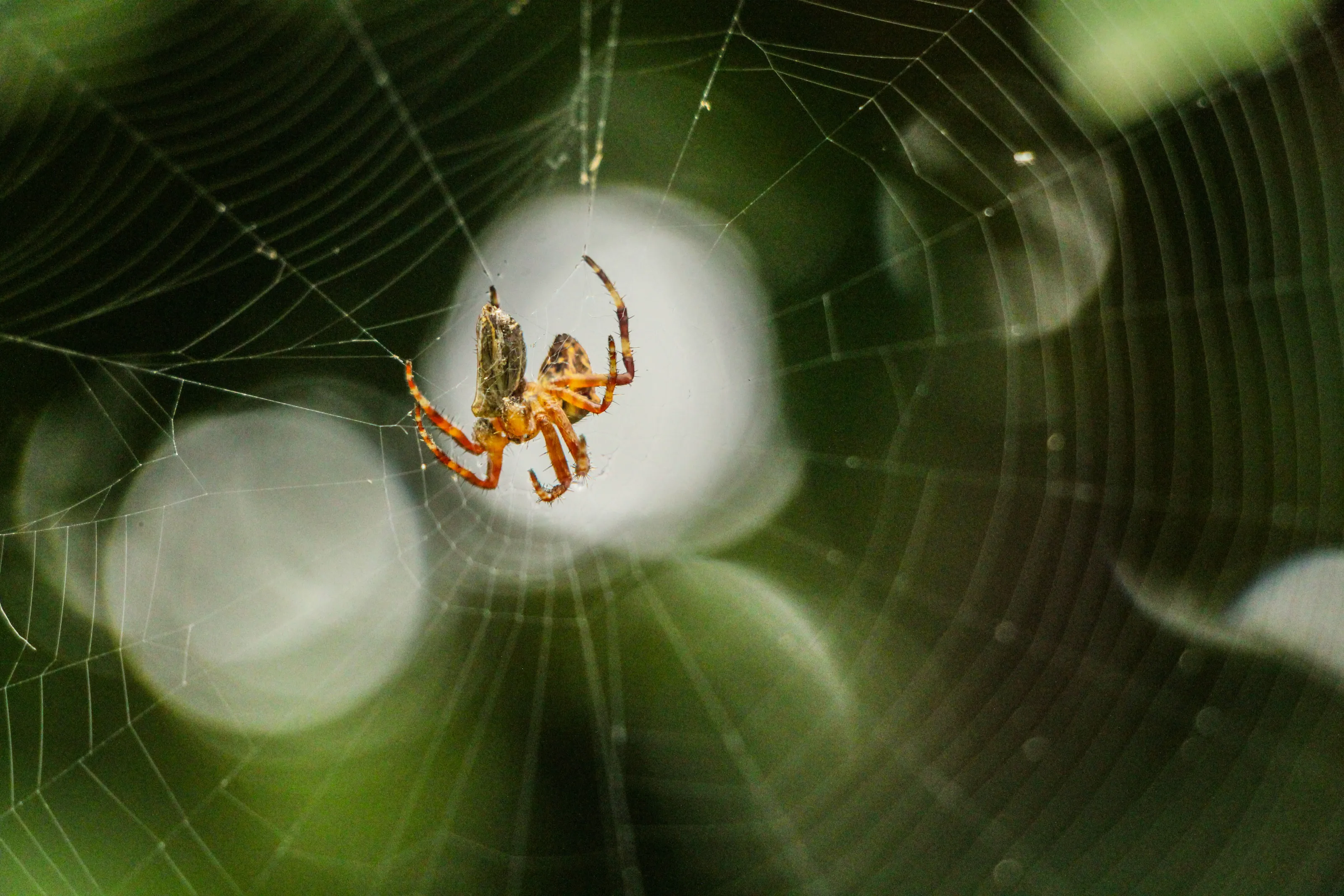 Spider