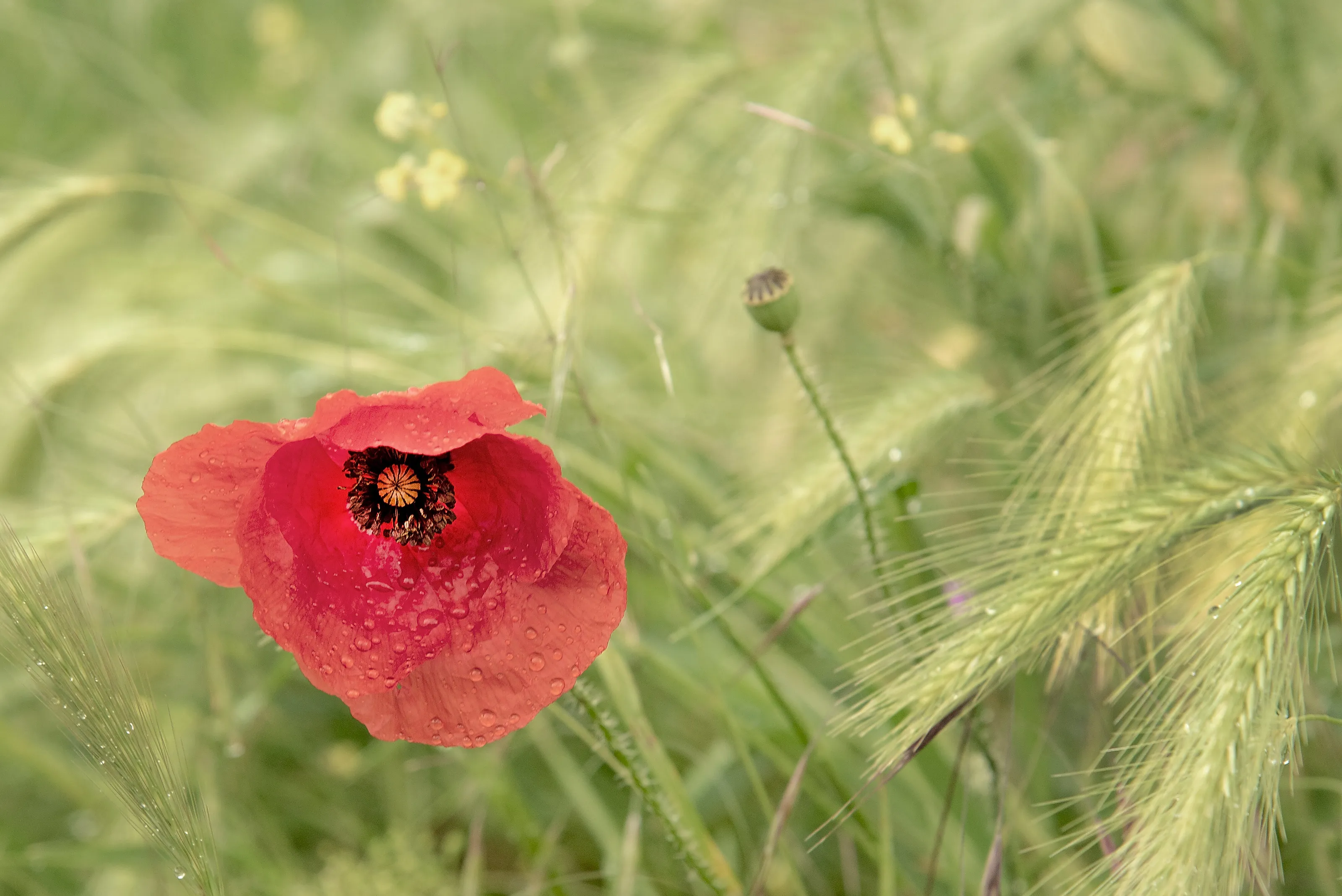 on the meadow