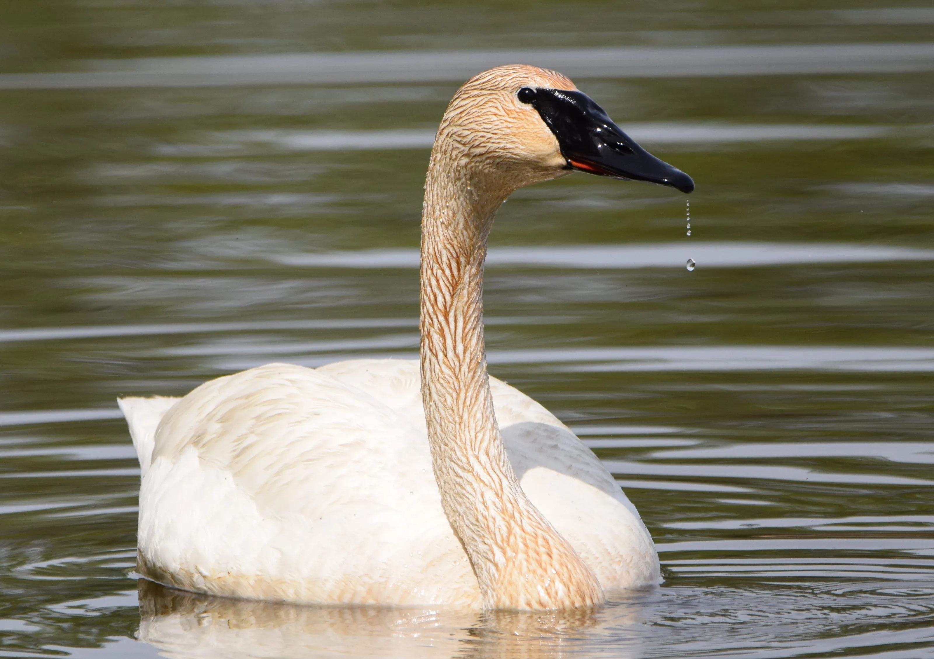Dripping Swan