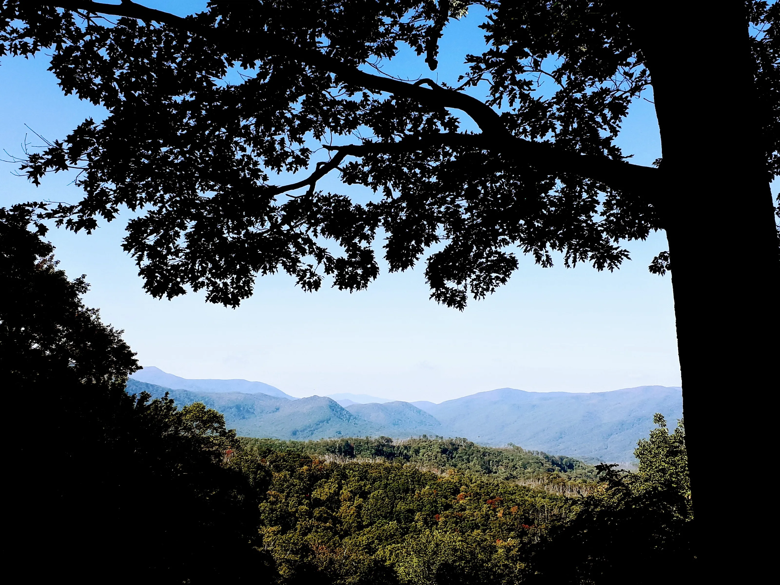 A vision through a tree.