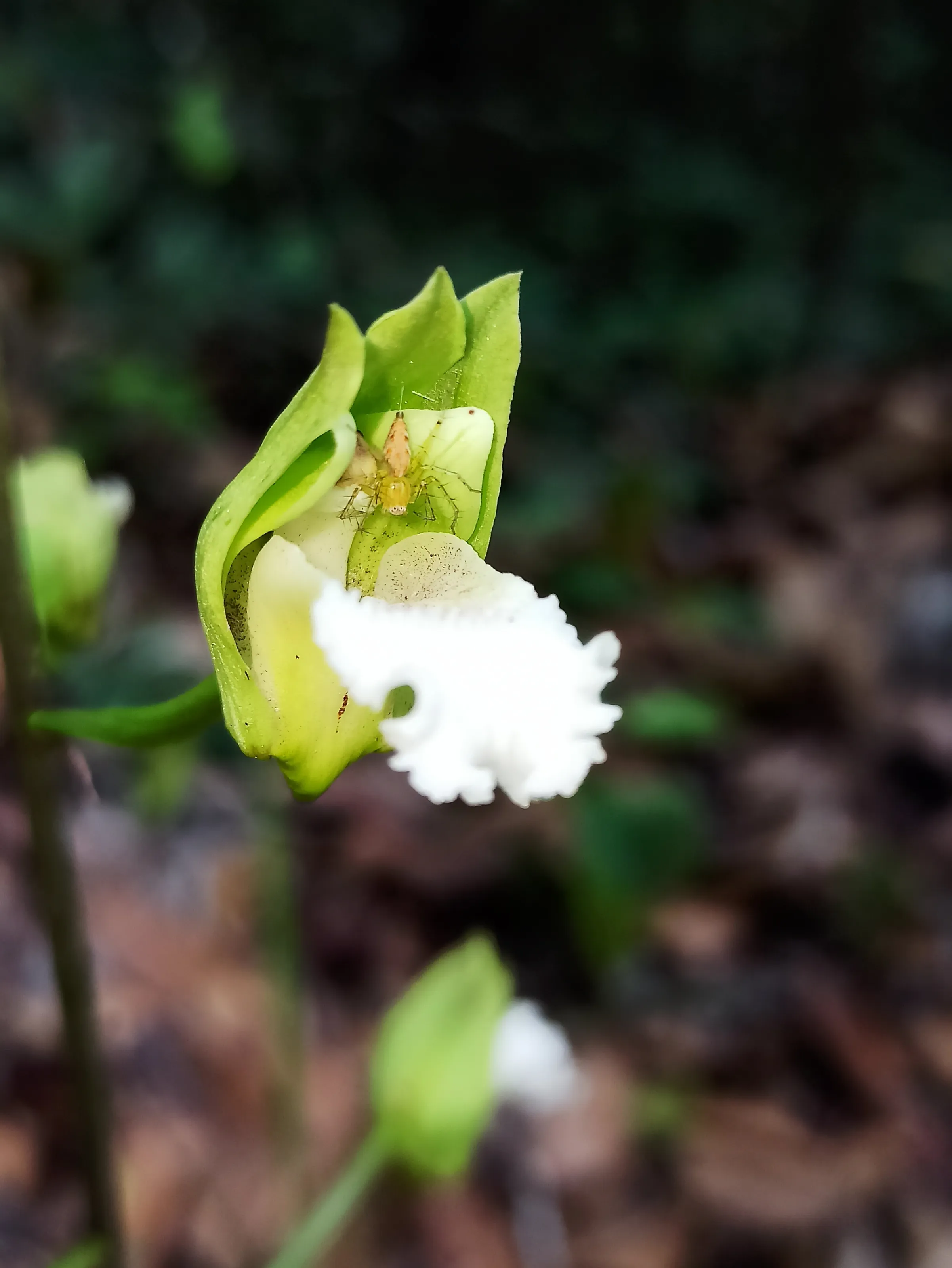 Spider on orchid