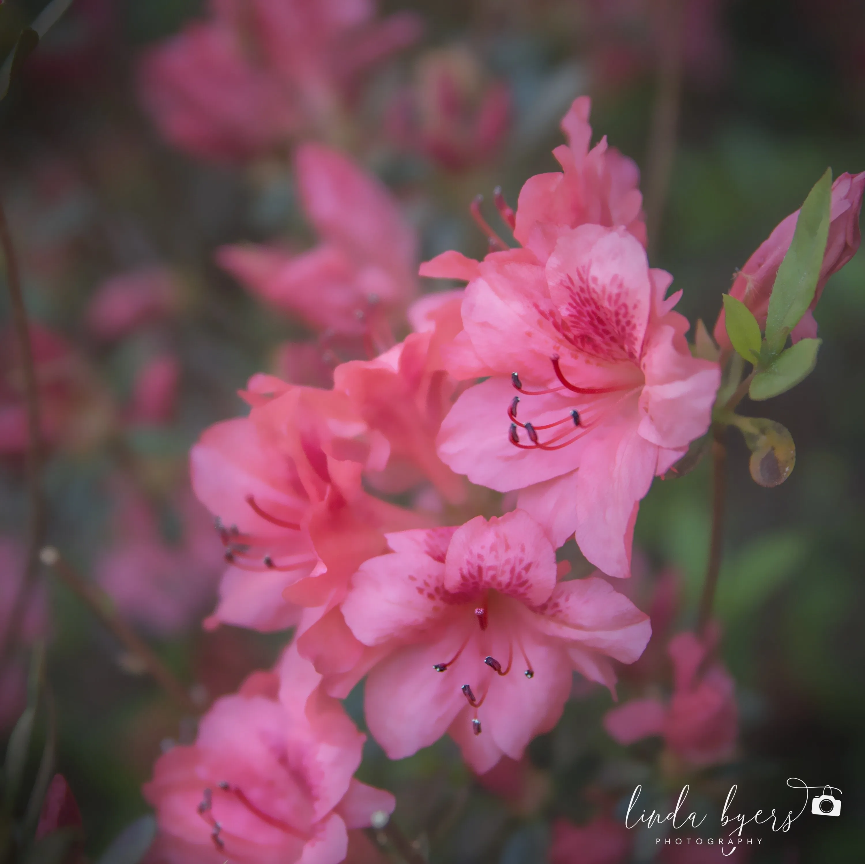 Pretty in Pink
