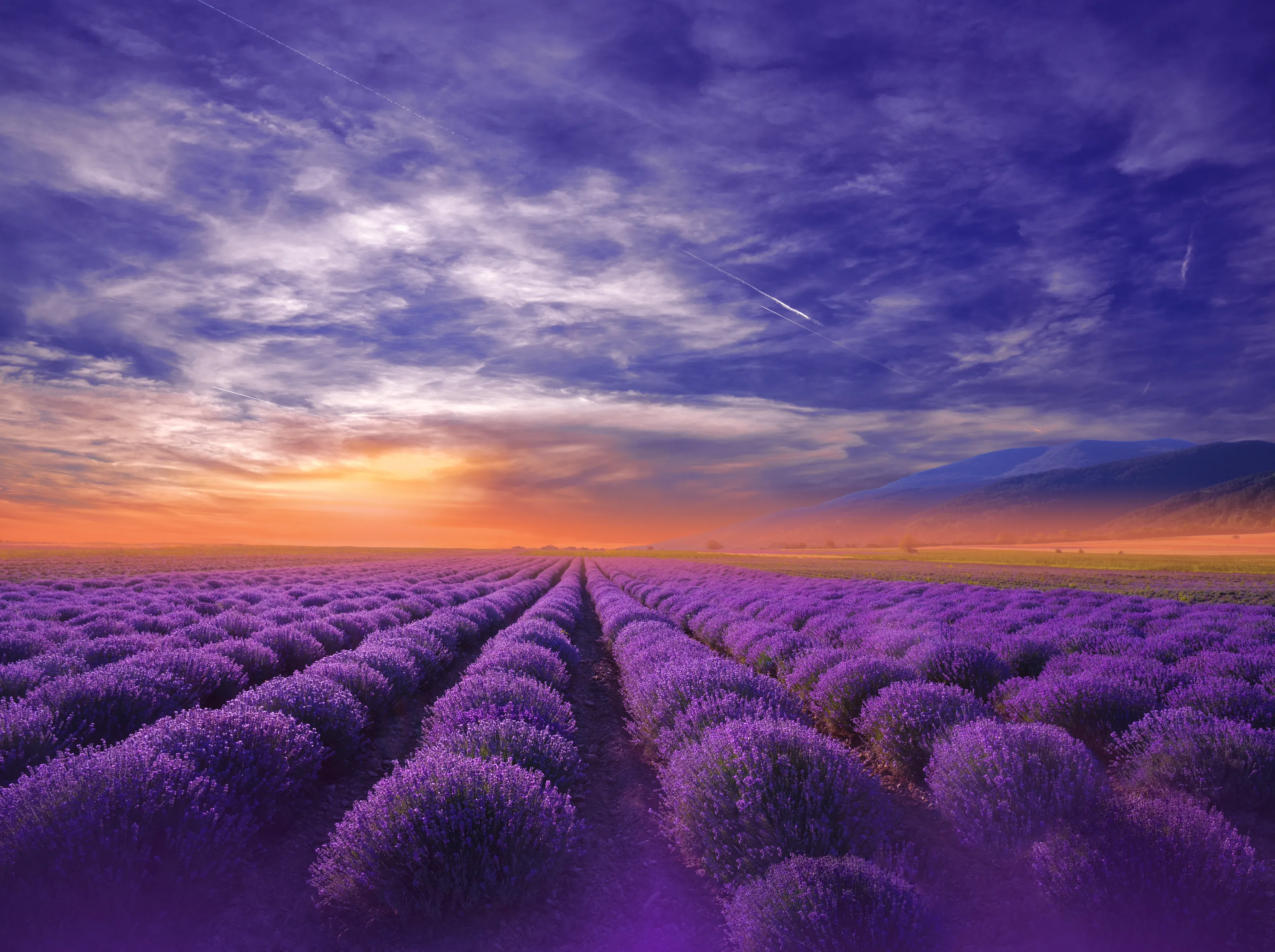 Beautiful Tranquil Nature Background.Blooming Lavender Field at Sunset.