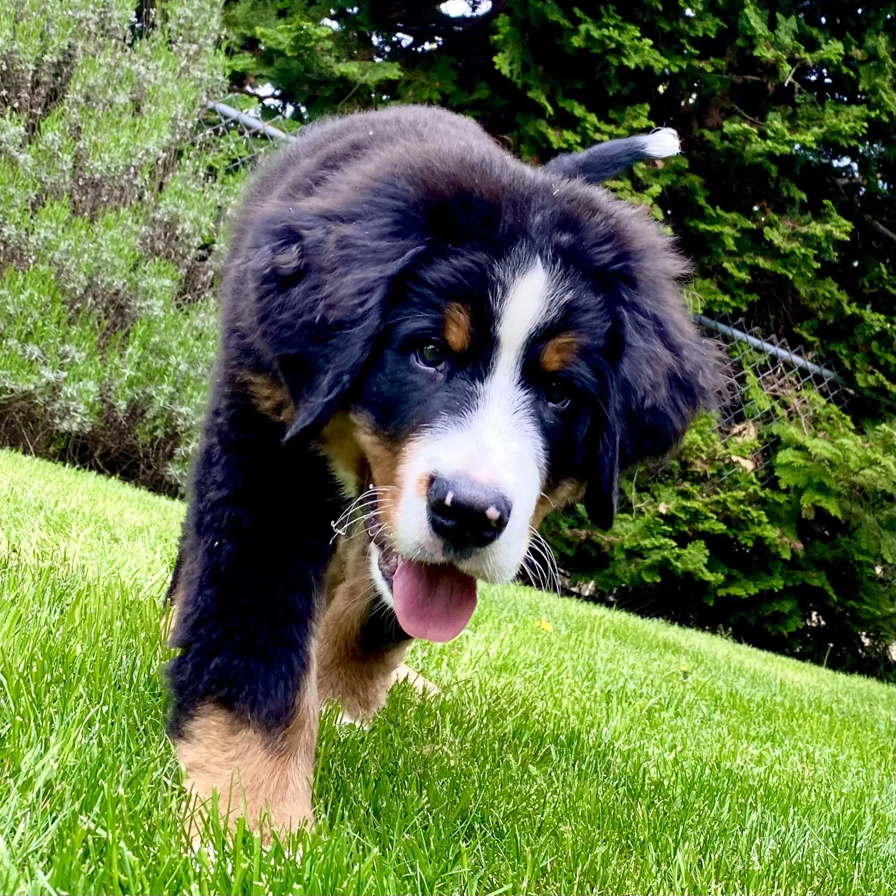 Mischievous Benson