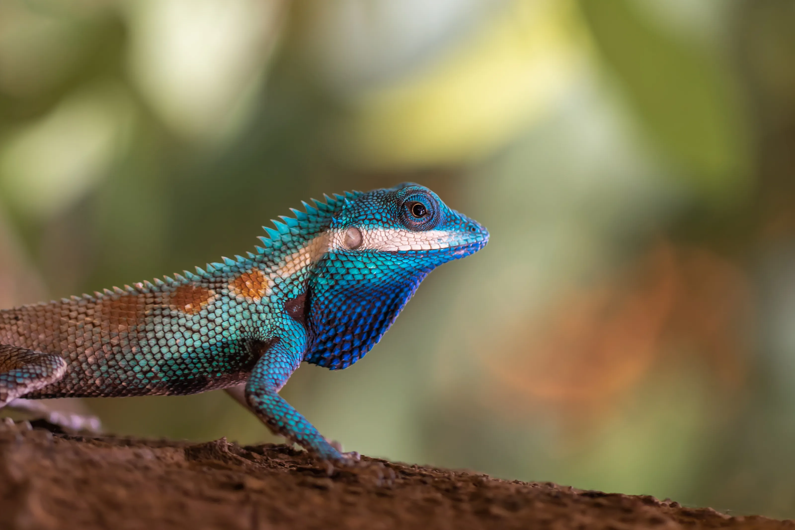 Blue Crested Lizard